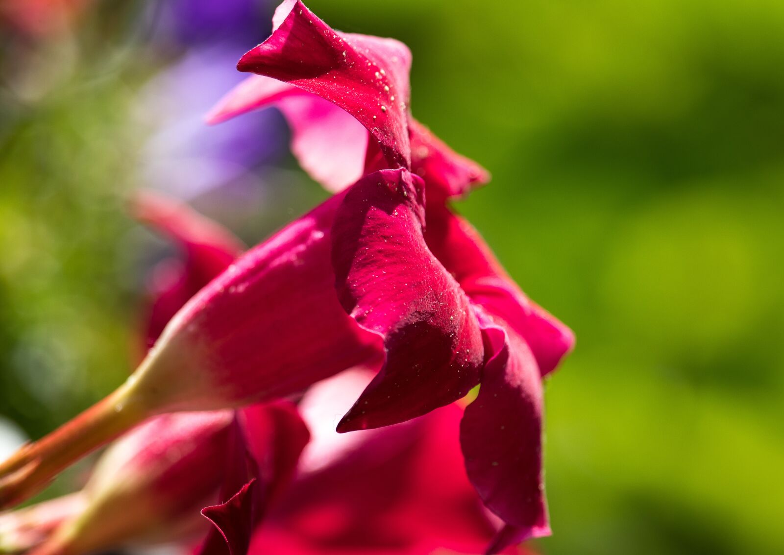 Canon EF-S 55-250mm F4-5.6 IS STM sample photo. Dipladenie, flower, plant photography