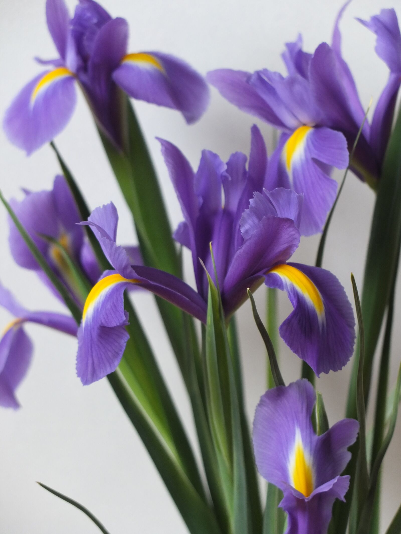 Fujifilm X10 sample photo. Iris, flowers, floral photography