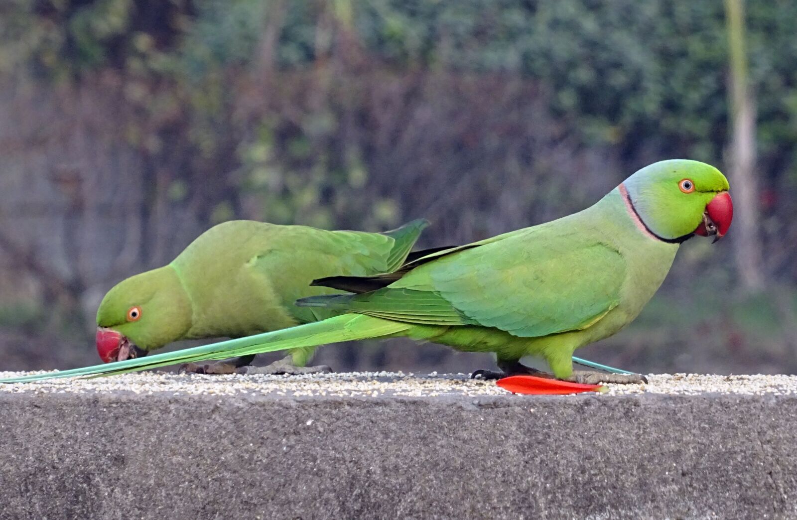 Sony DSC-HX60V sample photo. Bird, parakeet, green photography