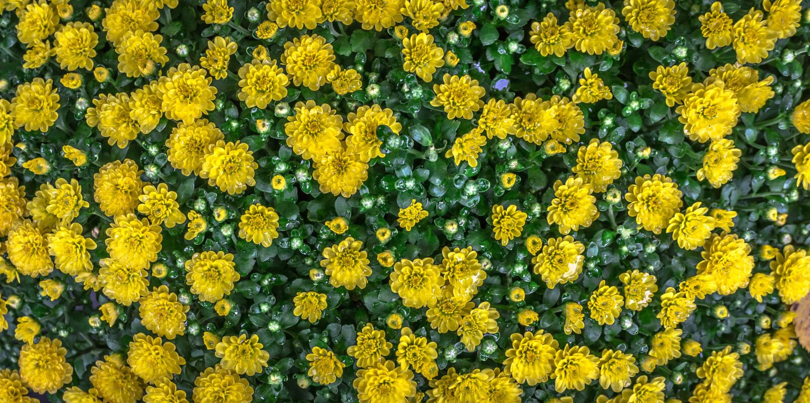 Sony E 30mm F3.5 Macro sample photo. Flowers, nature, yellow photography