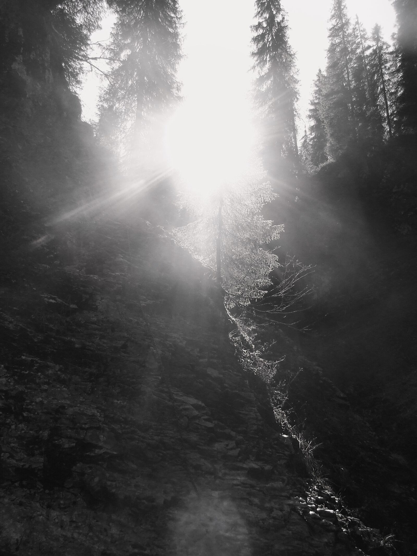 Fujifilm FinePix S5600 sample photo. Light, pine, forest photography
