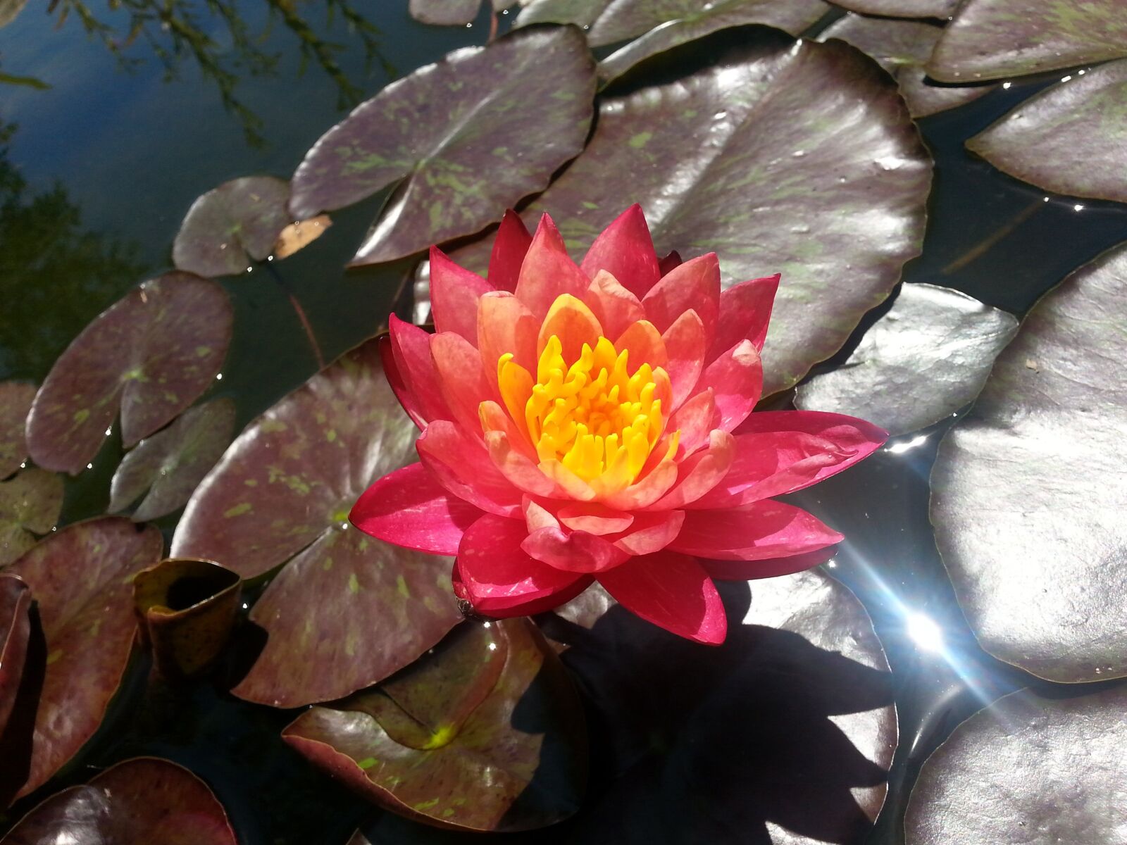 Samsung Galaxy S3 sample photo. Lily, pond, water photography