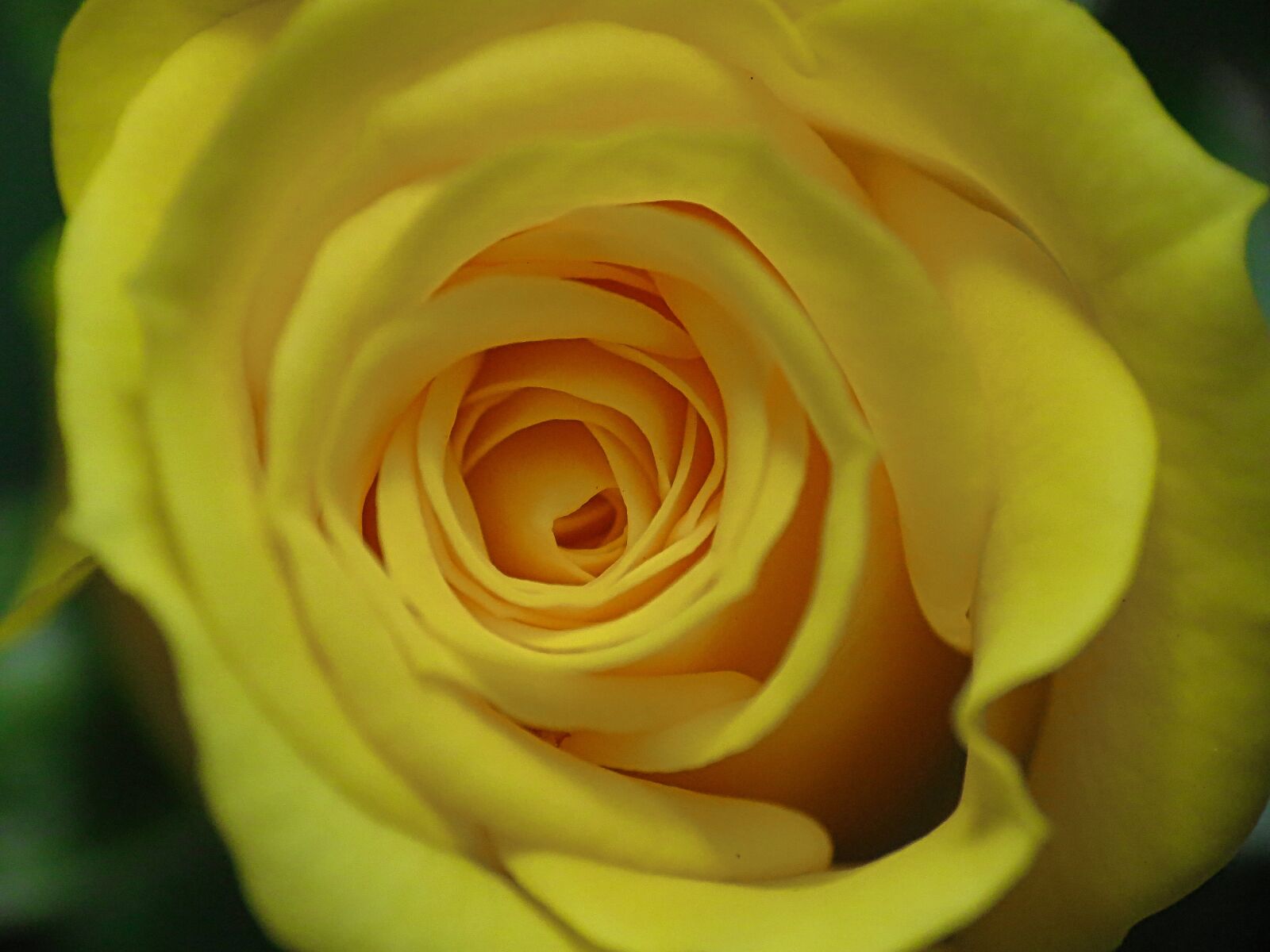 Canon PowerShot SX40 HS sample photo. Spiral, rosa, movement photography