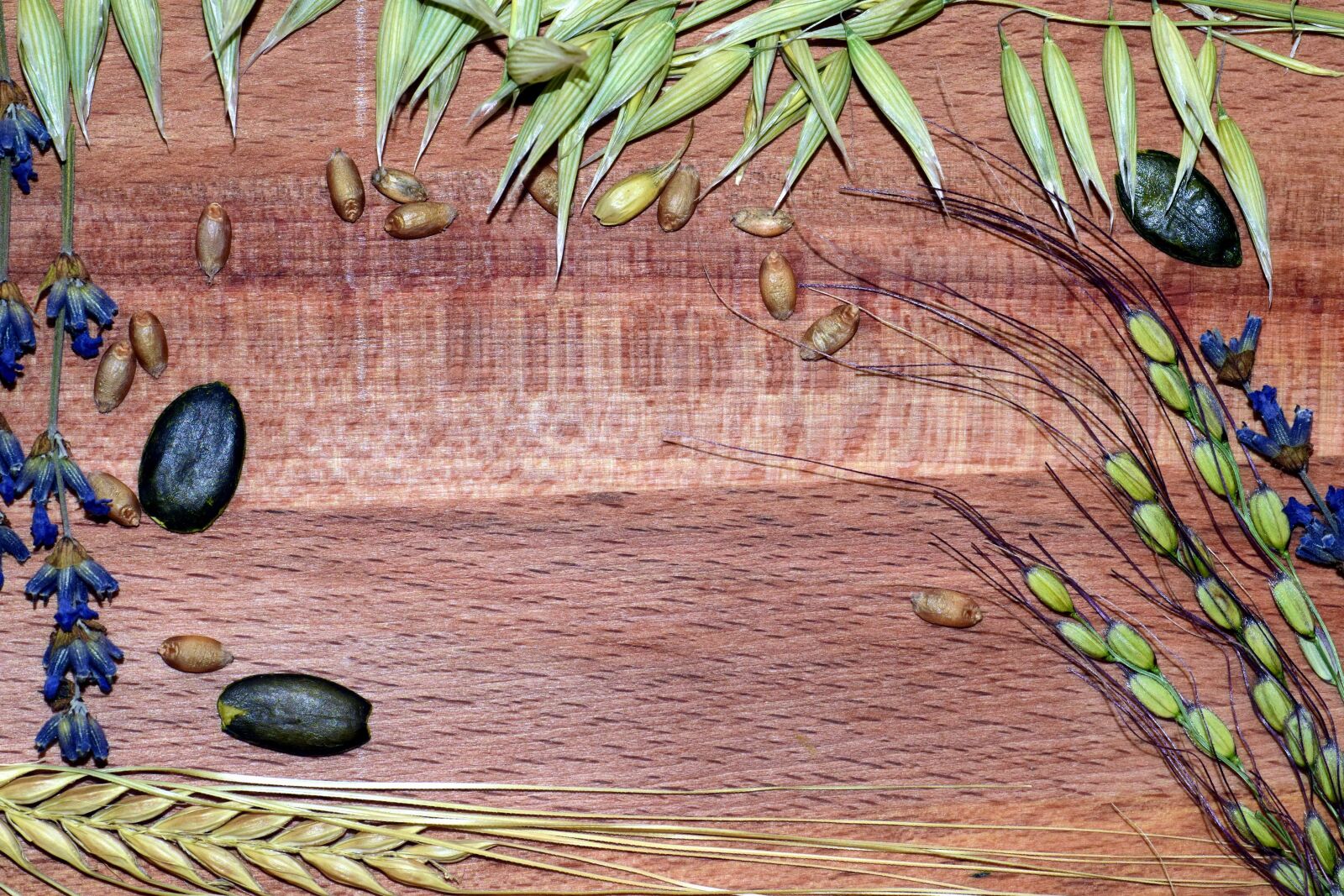 Nikon D3300 sample photo. Leaf, nature, plant, wood photography