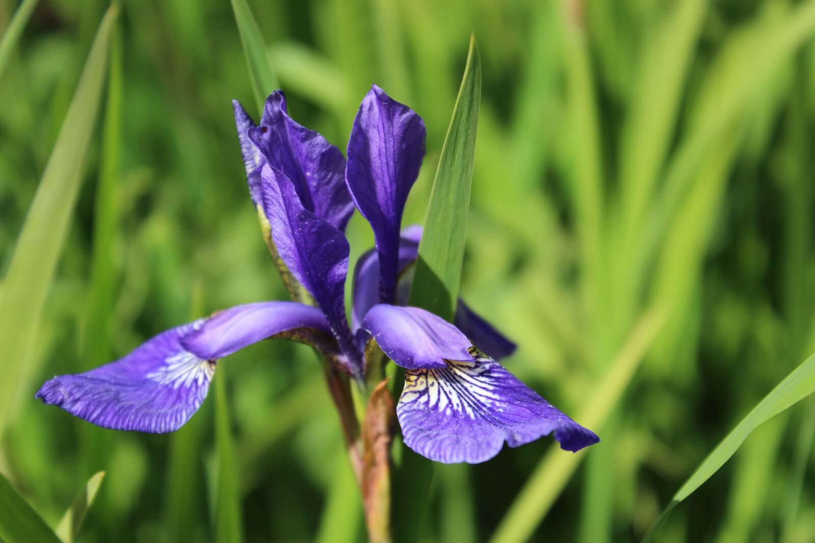 Canon EOS 600D (Rebel EOS T3i / EOS Kiss X5) sample photo. Iris, blossom, bloom photography