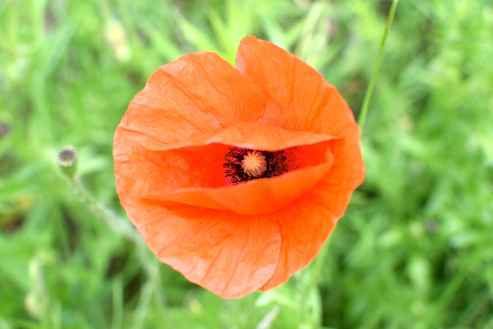 Nikon D5300 sample photo. Poppy, red, red poppy photography