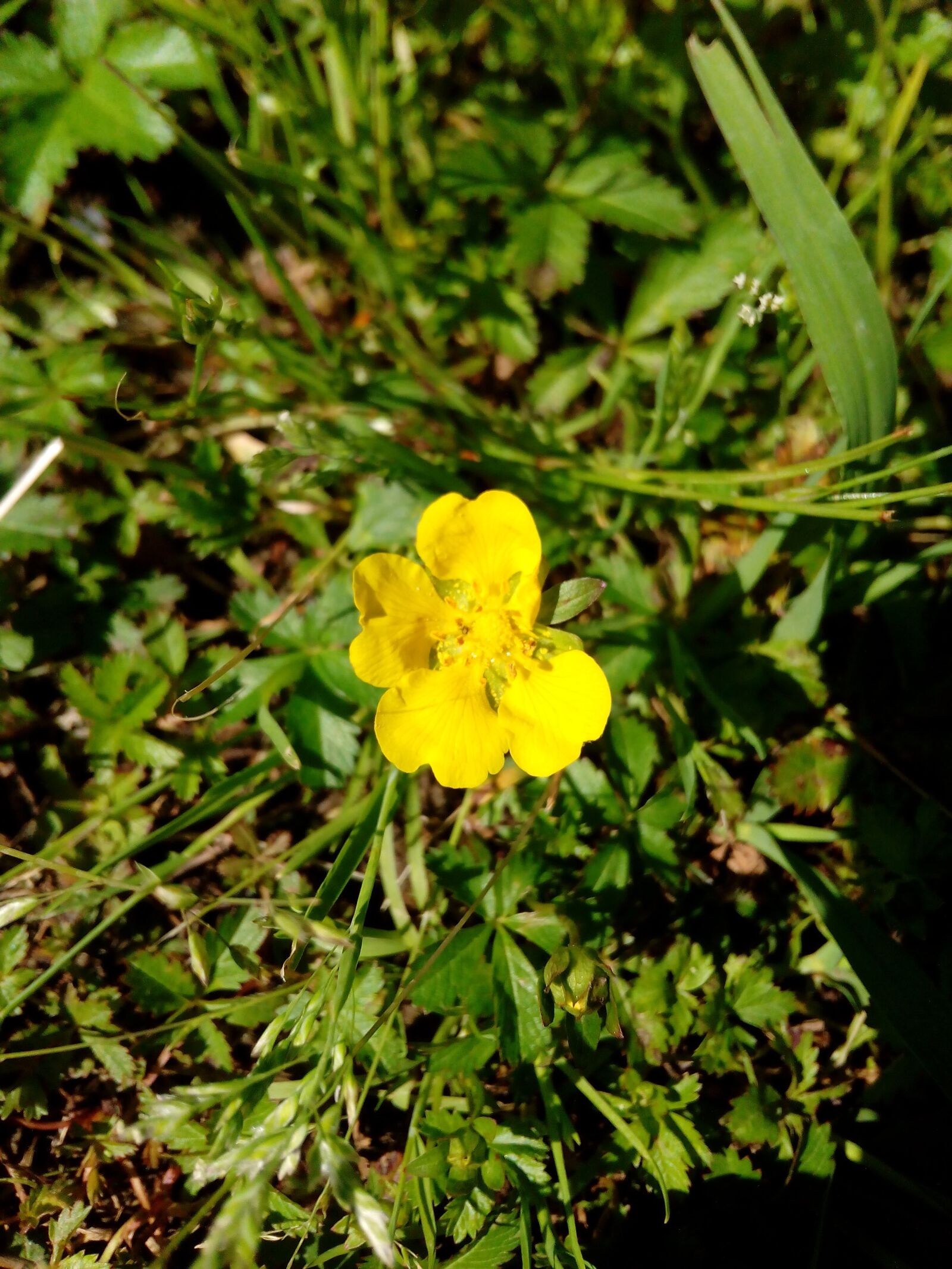 HUAWEI Hol-U19 sample photo. Flower, yellow, nature photography