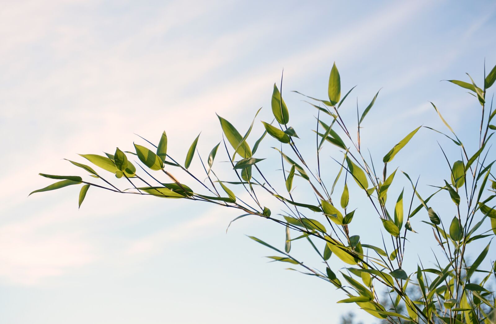 Sony a6000 sample photo. Reed, plant, grass photography