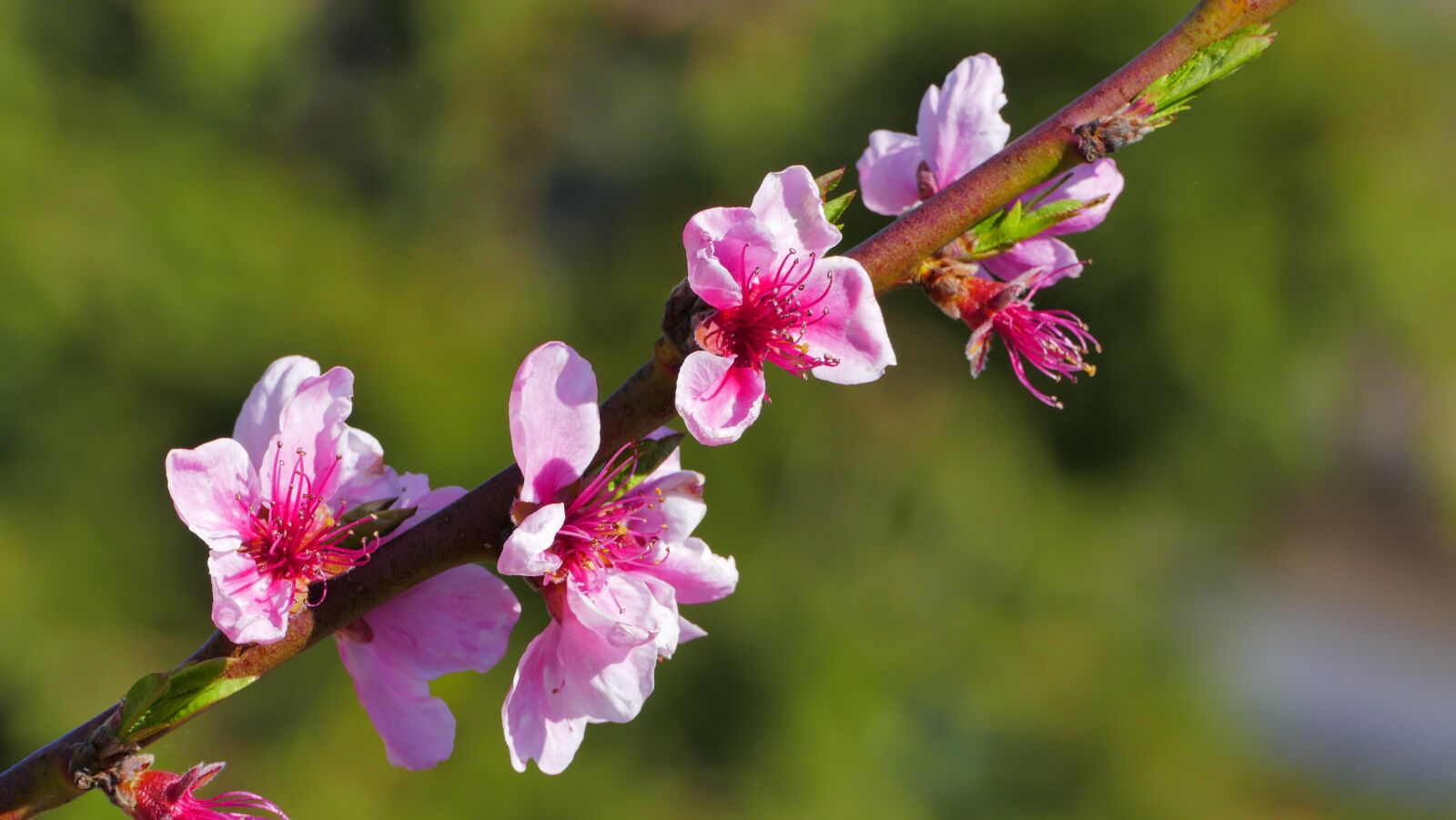 Panasonic Lumix DMC-FZ1000 sample photo. Peach, flowers, spring photography