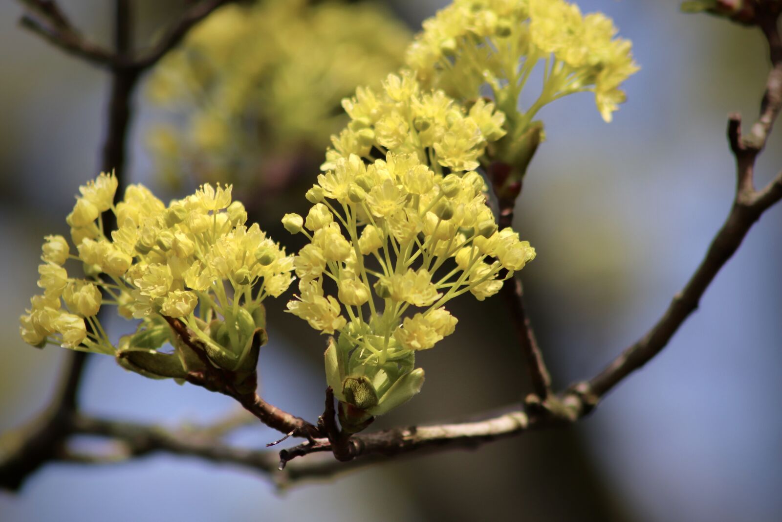 Canon EOS 77D (EOS 9000D / EOS 770D) sample photo. Leinbaum, maple, acer platanoides photography