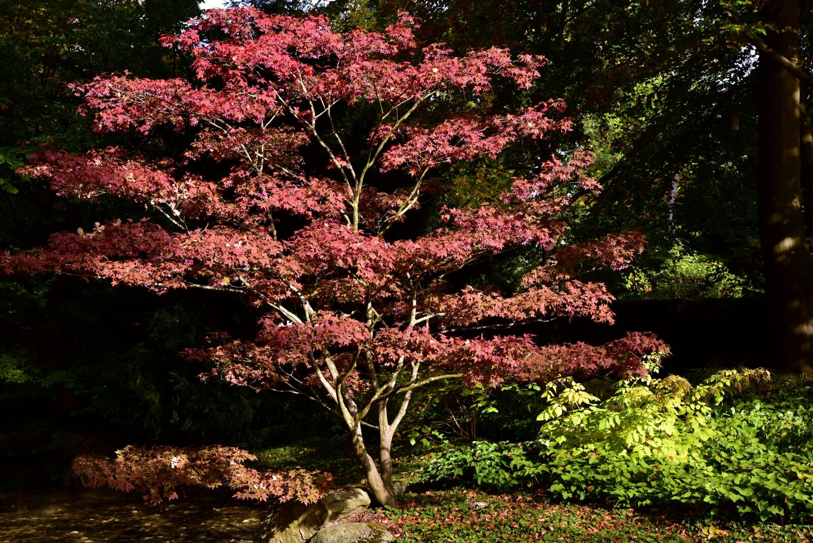 Nikon D750 sample photo. Maple, maple tree, nature photography