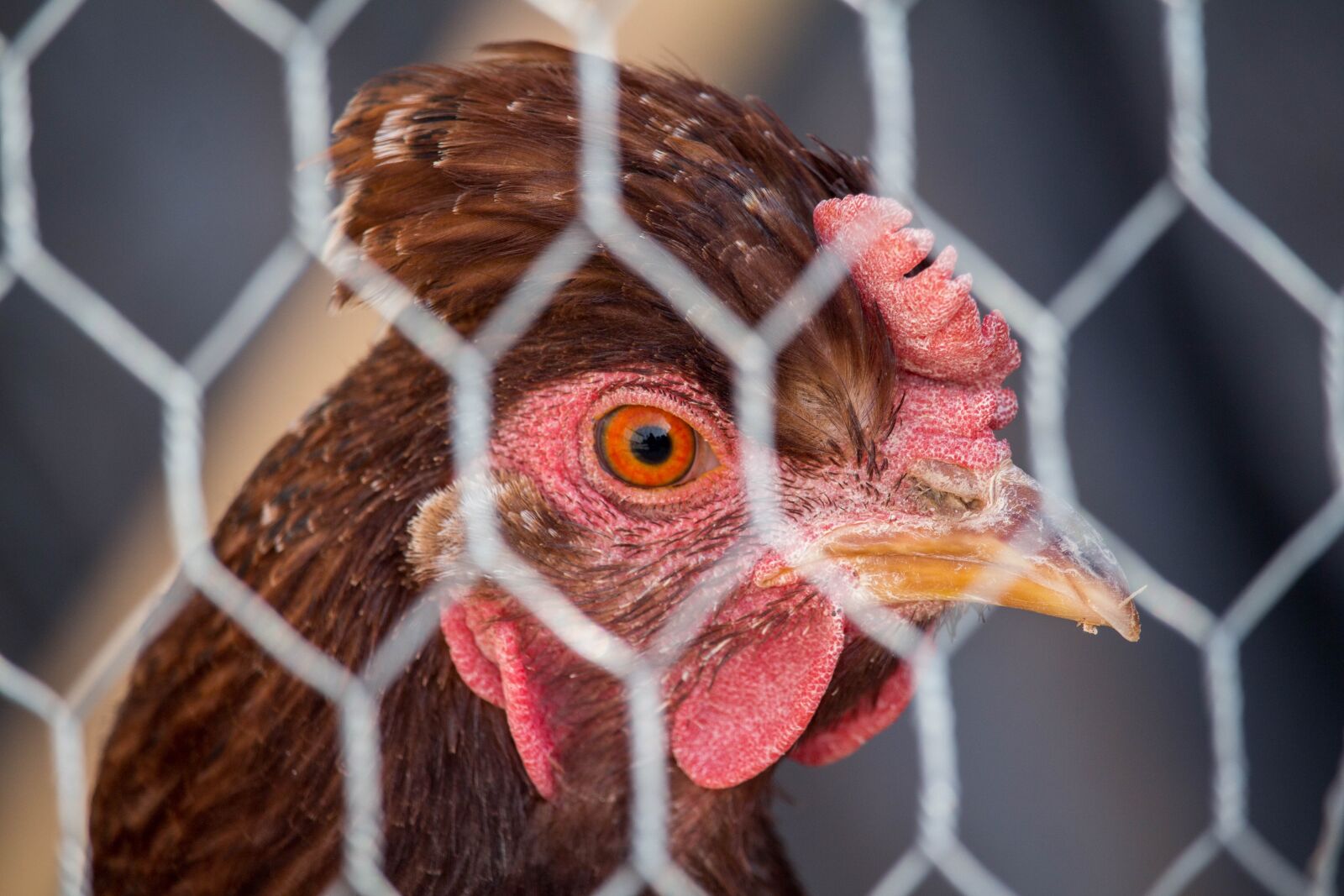 Canon EOS 700D (EOS Rebel T5i / EOS Kiss X7i) sample photo. Cage, desktop, nature photography