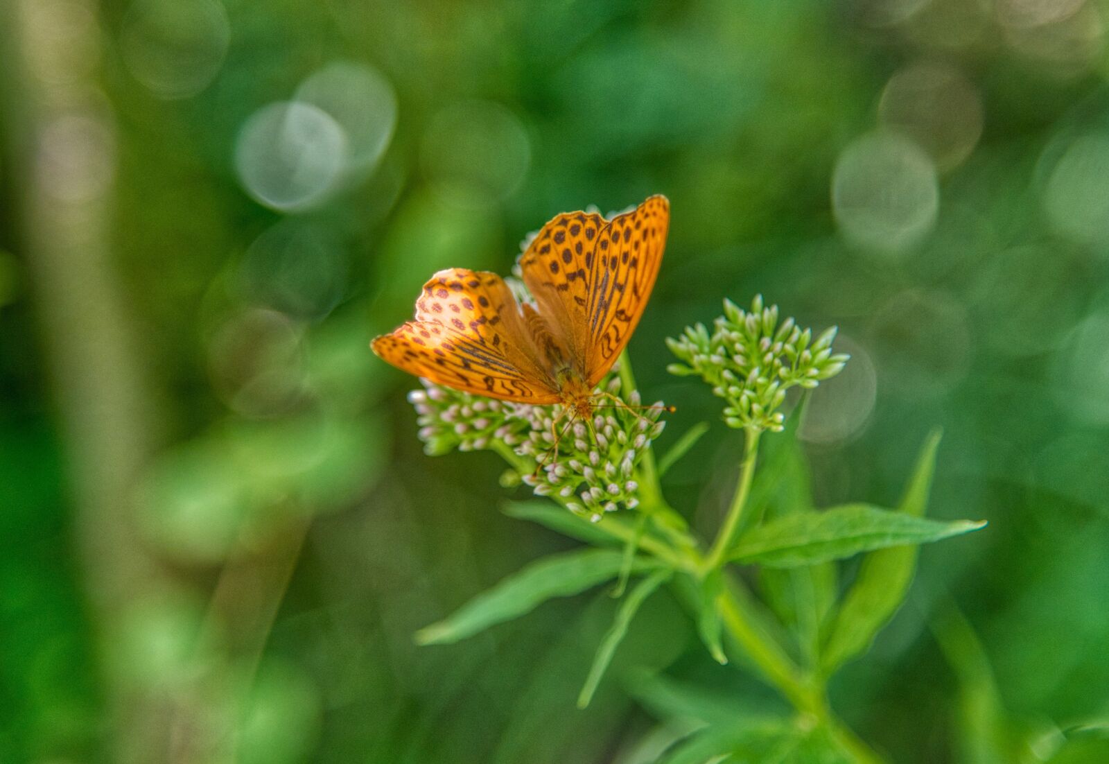 Nikon D750 sample photo. Fritillary, butterfly, insect photography