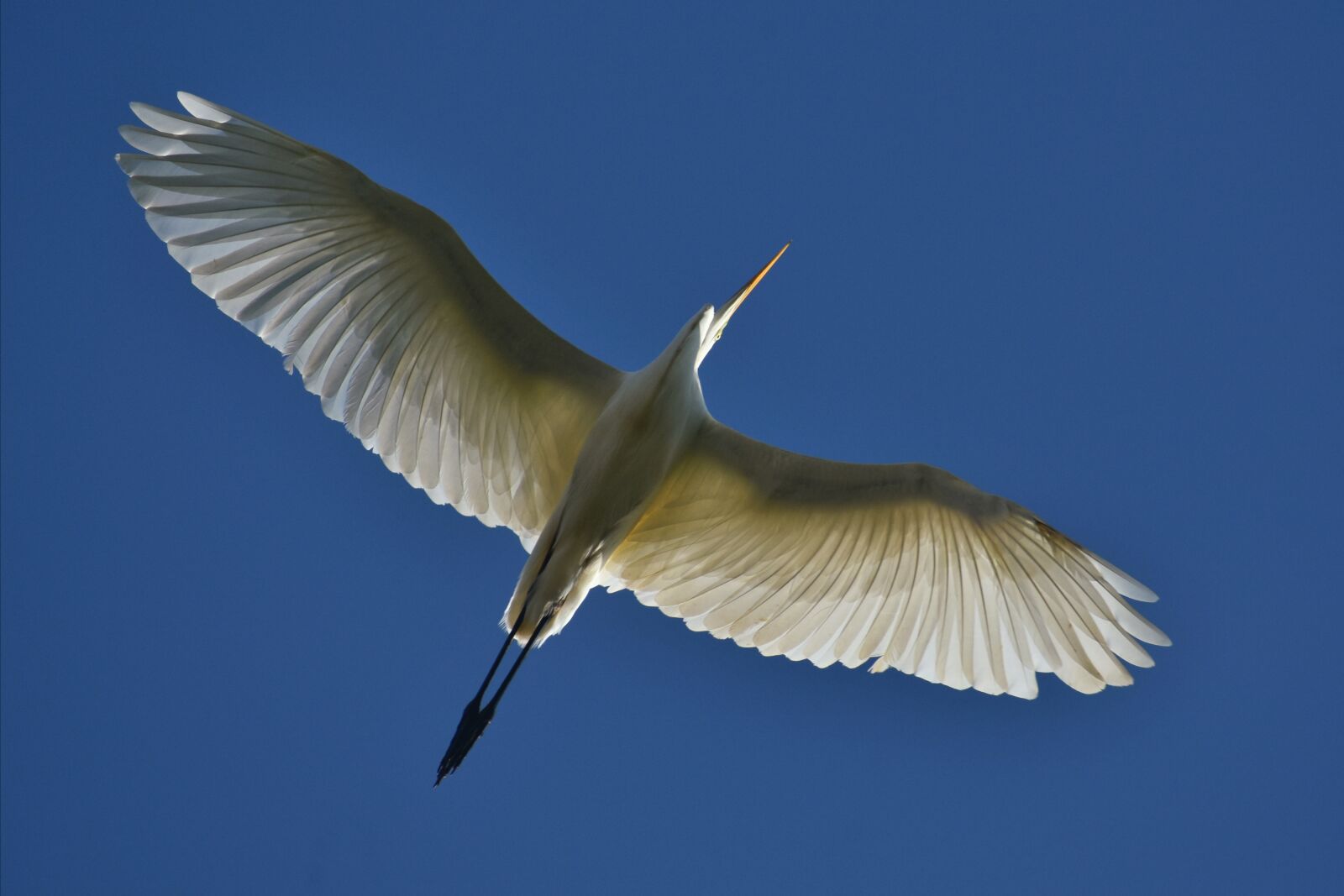 Nikon D7200 sample photo. Animal, sky, bird photography