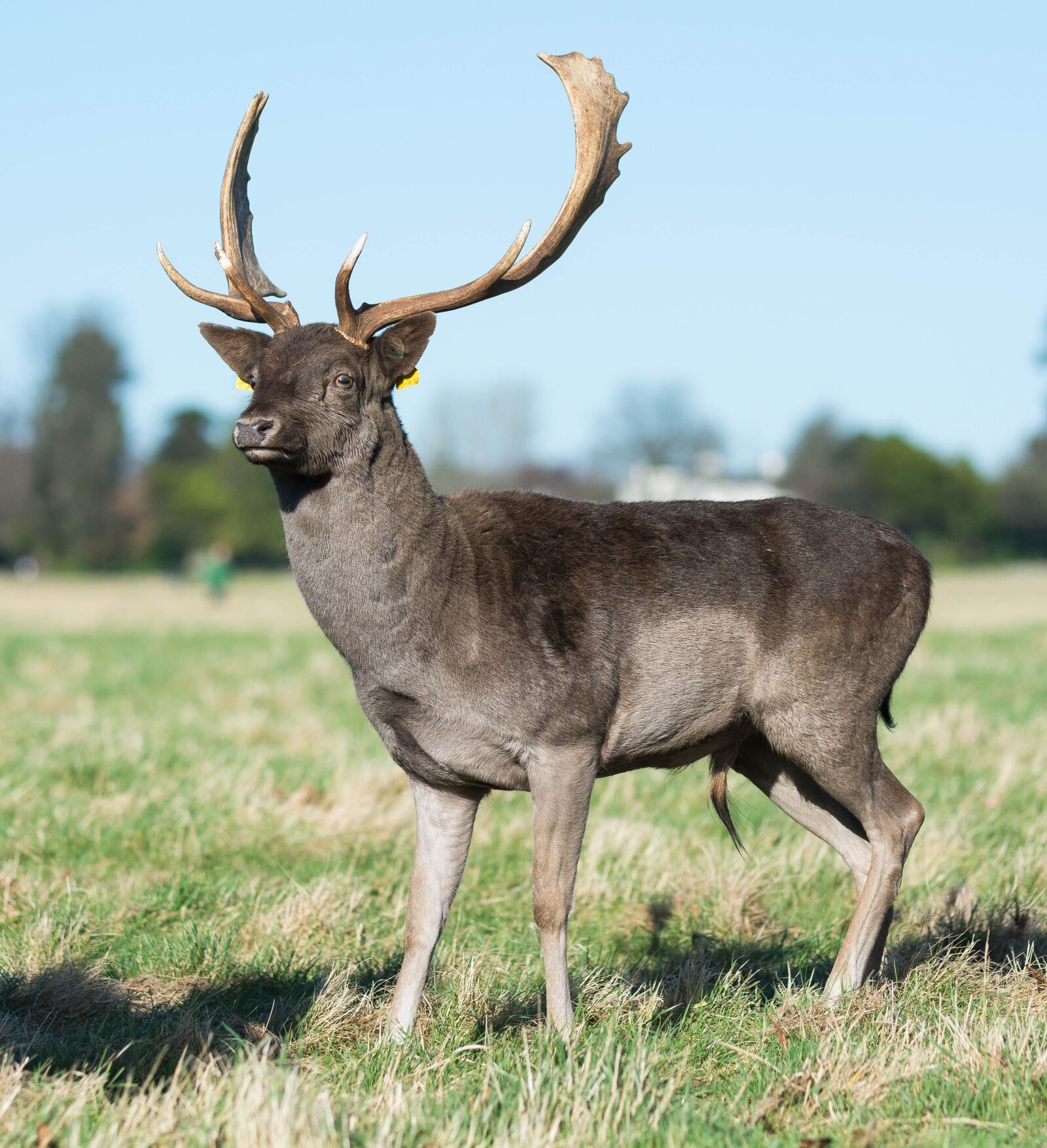 Nikon D7100 sample photo. Deer, phoenix, park photography