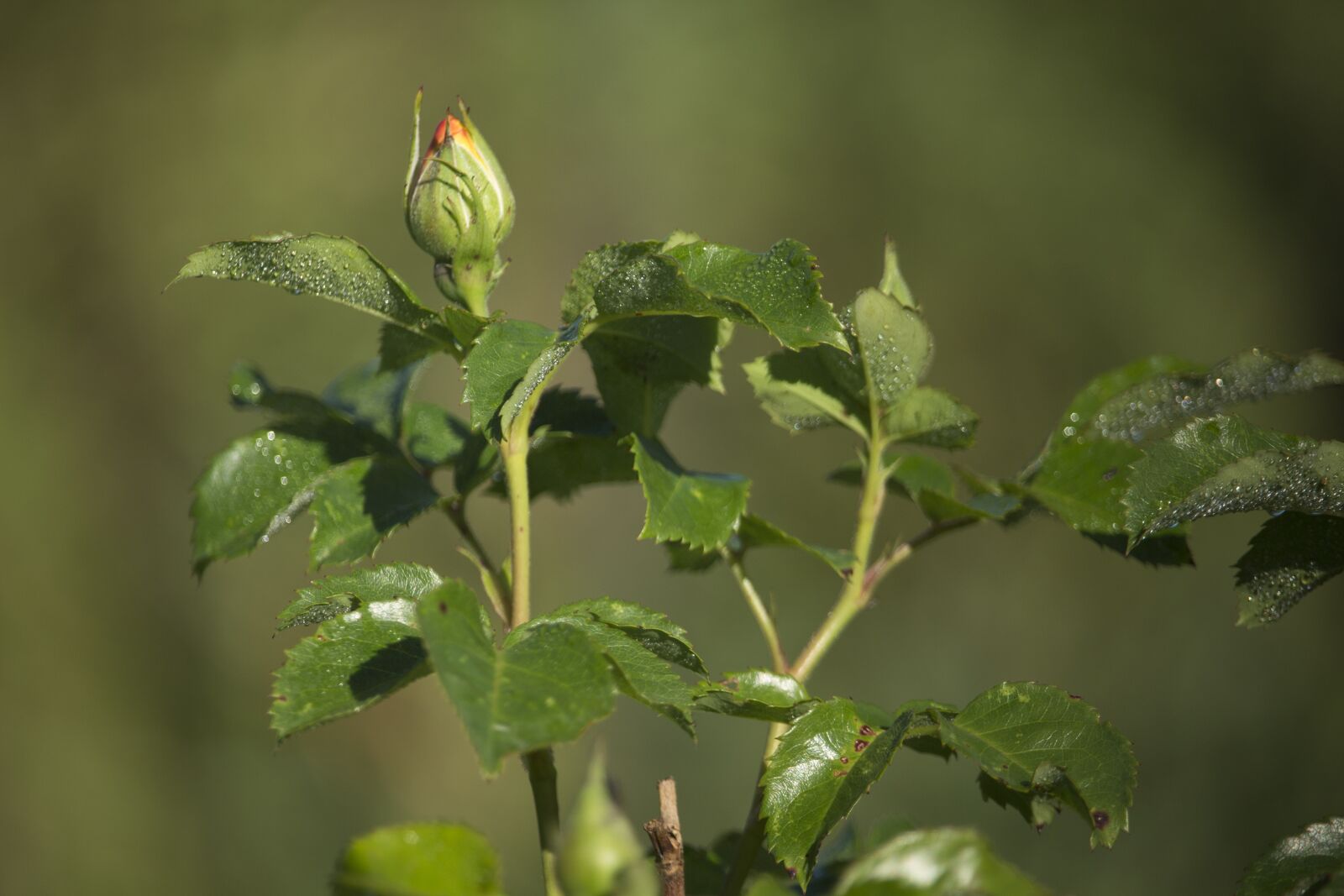 Canon EOS 700D (EOS Rebel T5i / EOS Kiss X7i) sample photo. Rose, bud, garden photography
