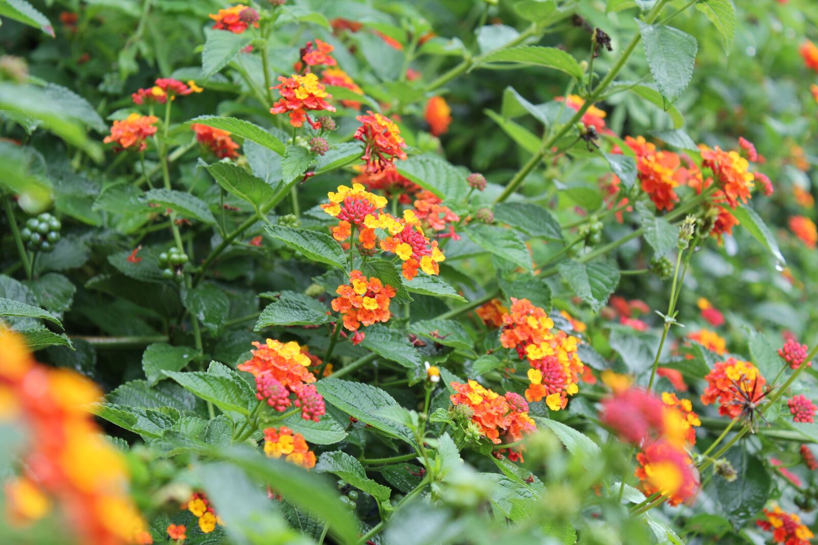 Canon EOS 550D (EOS Rebel T2i / EOS Kiss X4) sample photo. Flower, green, bits photography