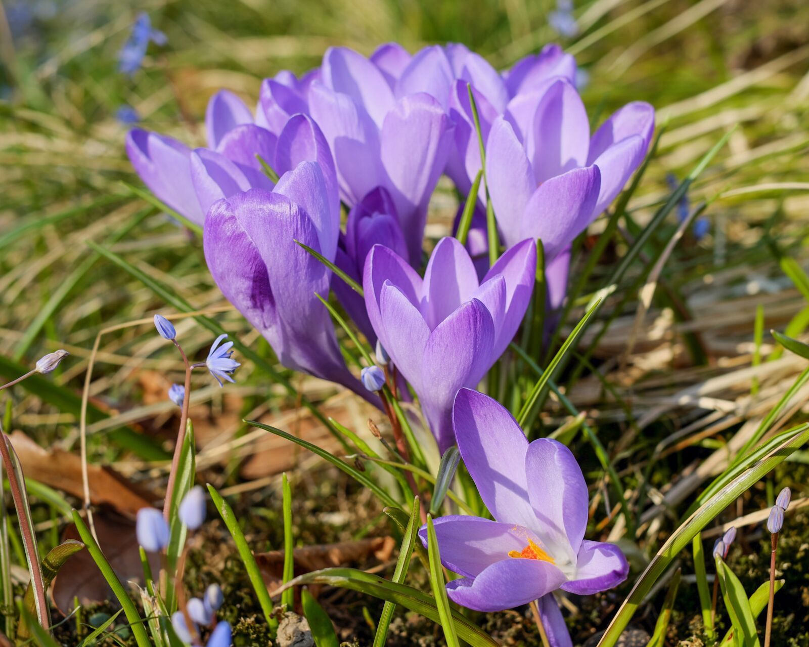 Fujifilm X-T10 + Fujifilm XF 35mm F1.4 R sample photo. Crocus, flower, blossom photography