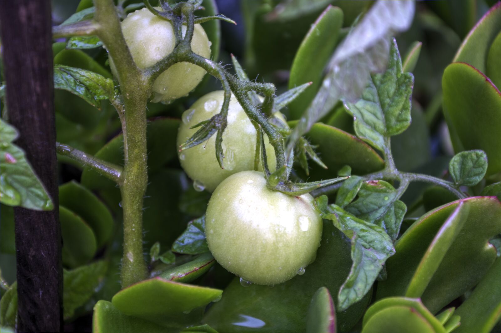 Nikon D5200 sample photo. Growing tomatoes, green, organic photography