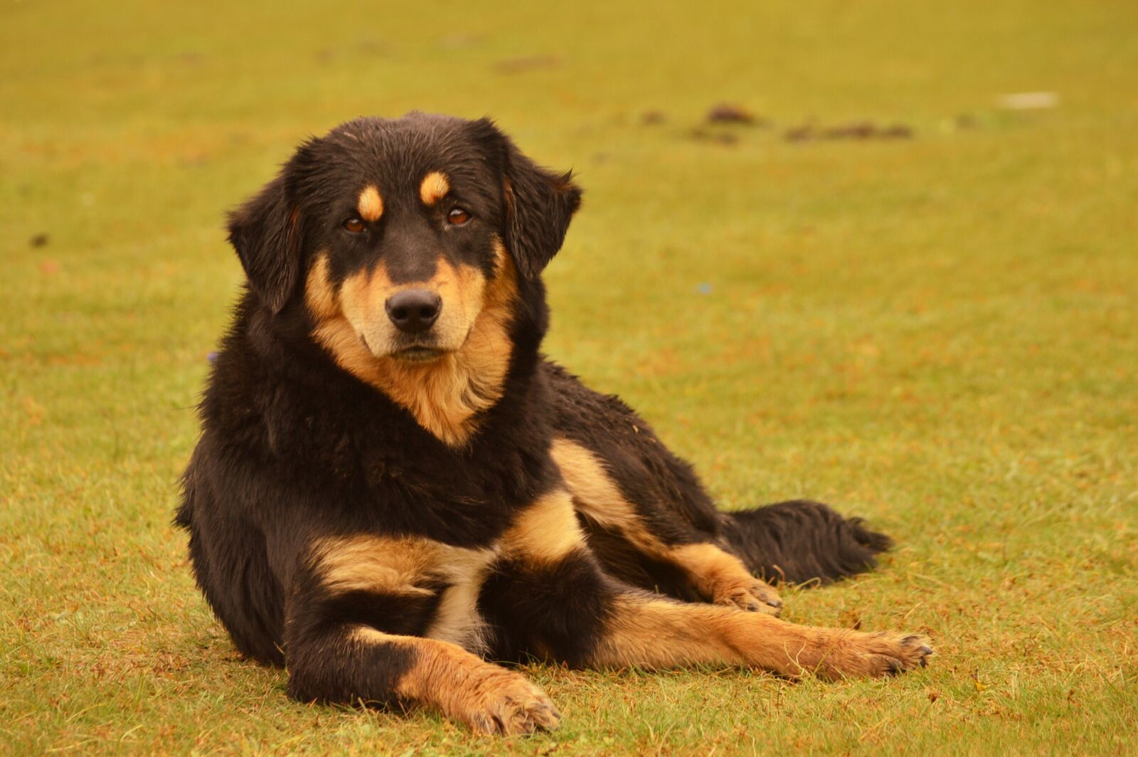Nikon D3200 sample photo. Dog, hill, nature photography