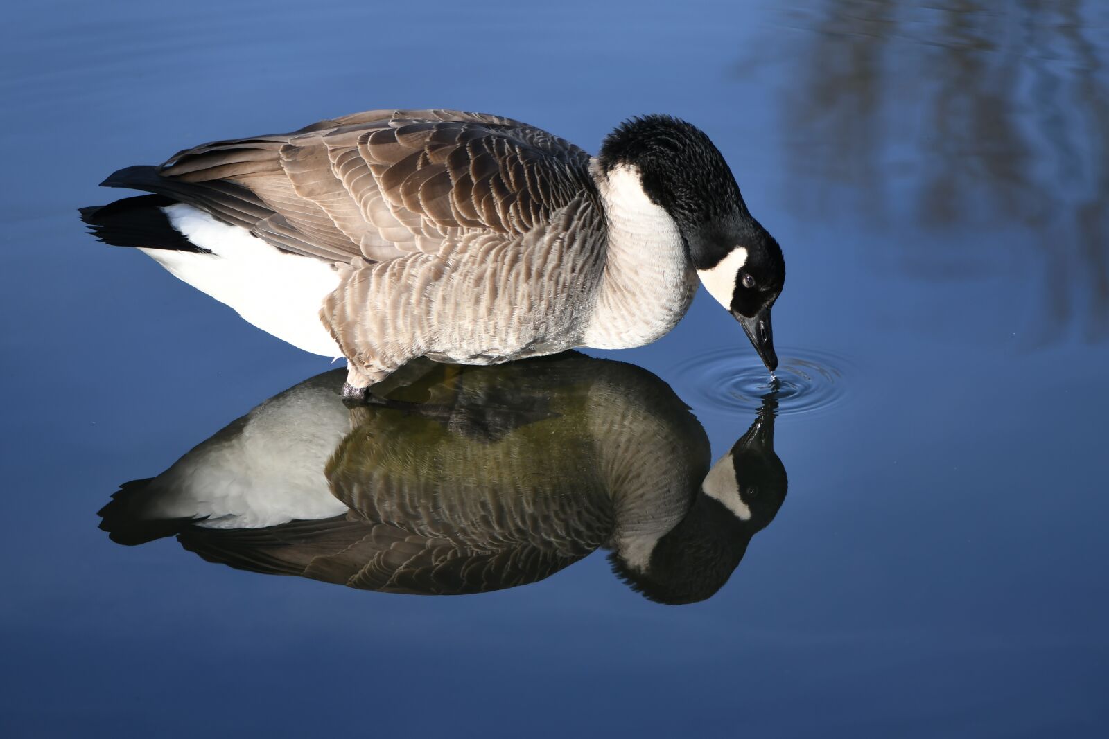 Nikon D500 sample photo. Canada goose, goose, water photography