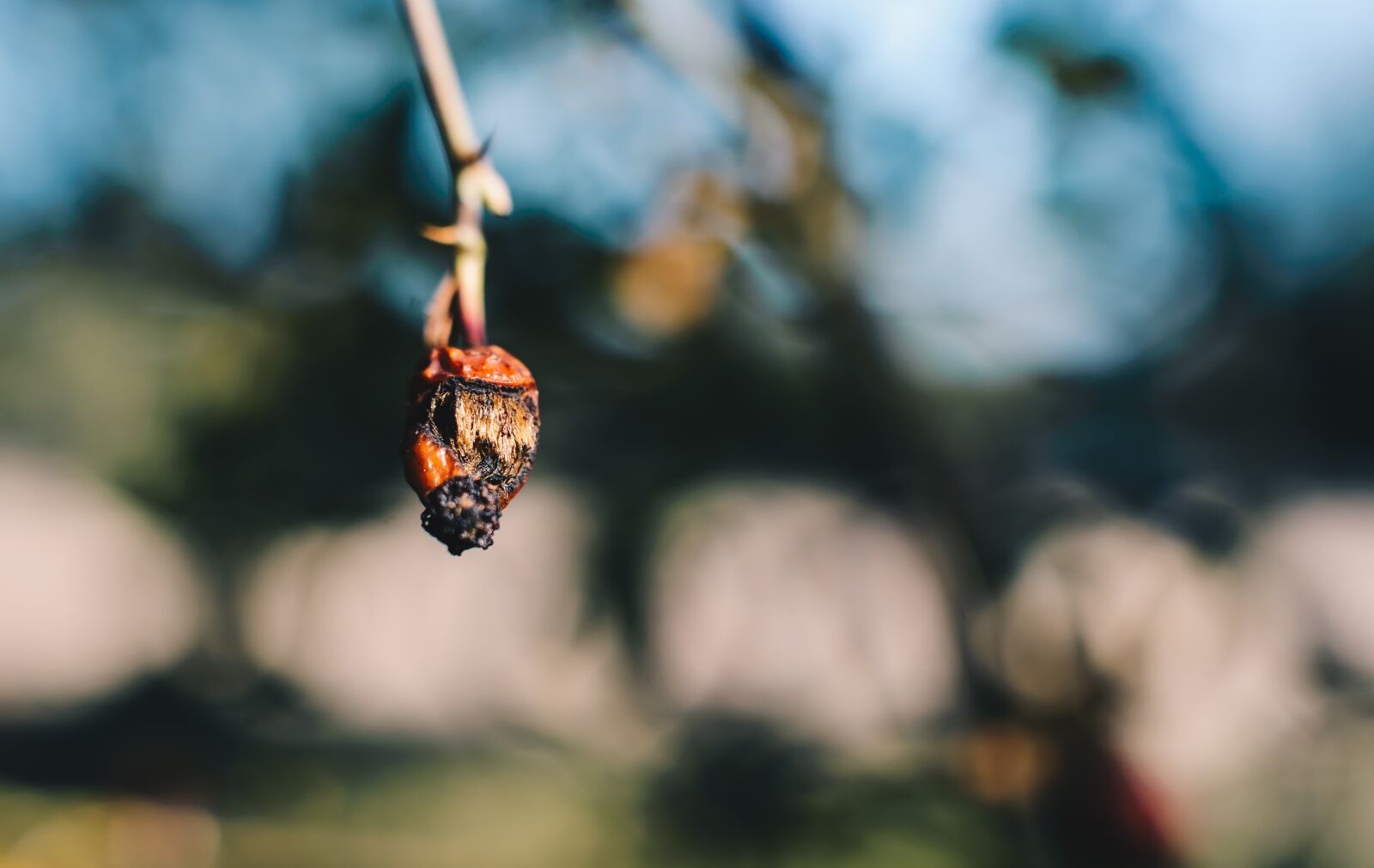 Nikon D610 sample photo. Macro, detail, macro photography photography