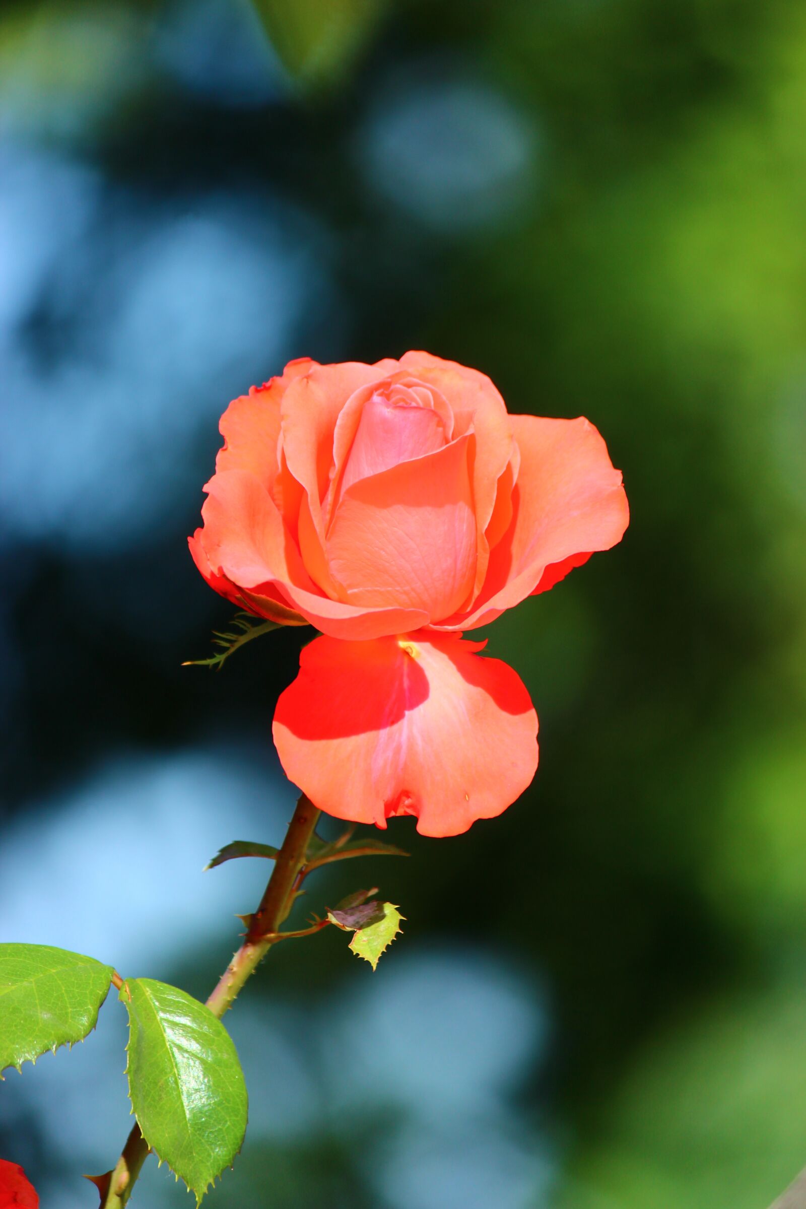 Canon EOS 600D (Rebel EOS T3i / EOS Kiss X5) sample photo. Rose, garcia, konya photography