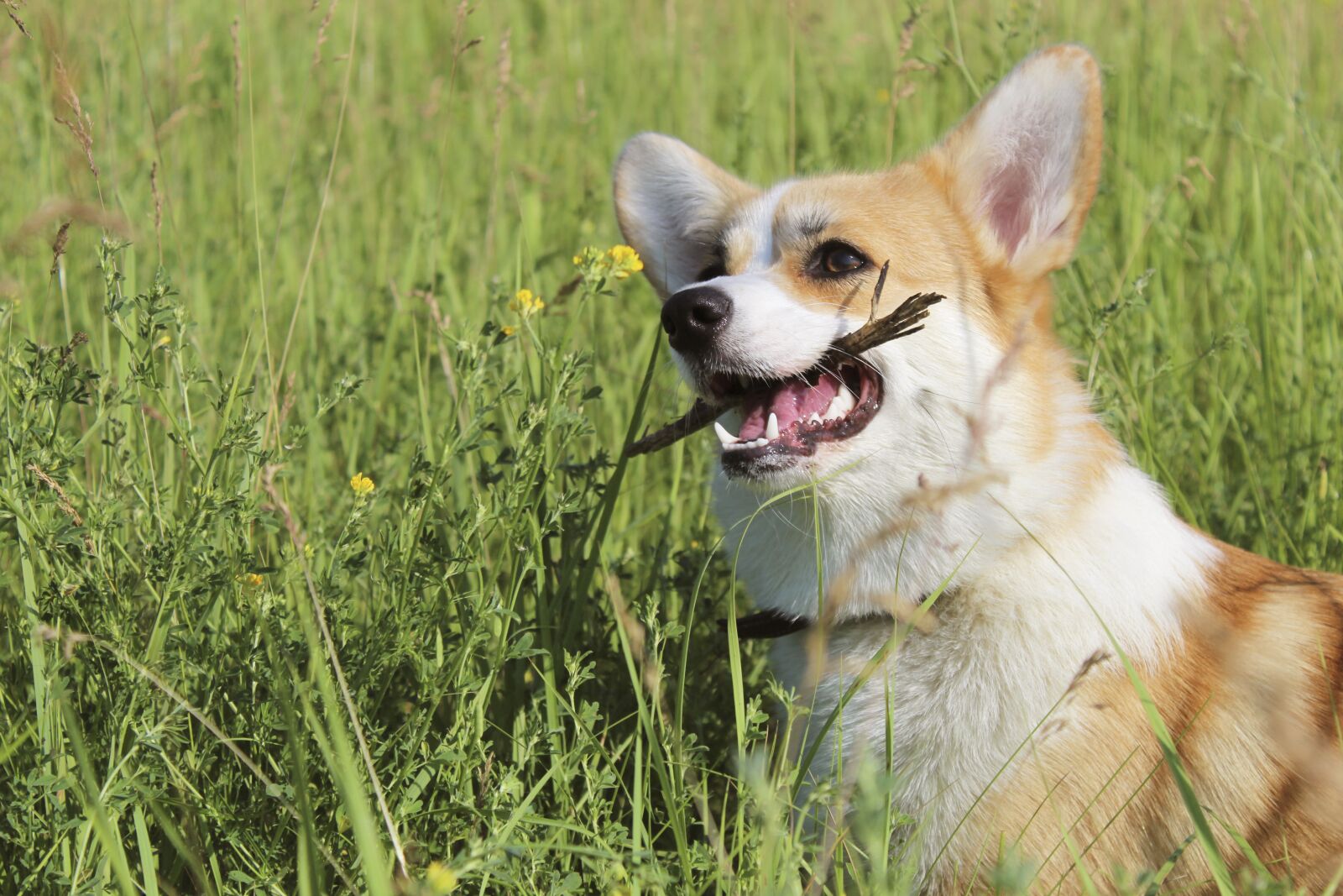 Canon EOS 4000D (EOS Rebel T100 / EOS 3000D) sample photo. Corgi, puppy, dog photography