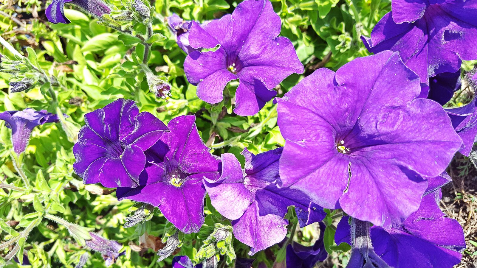 Samsung Galaxy S6 sample photo. Petunia, petunia flower, purple photography