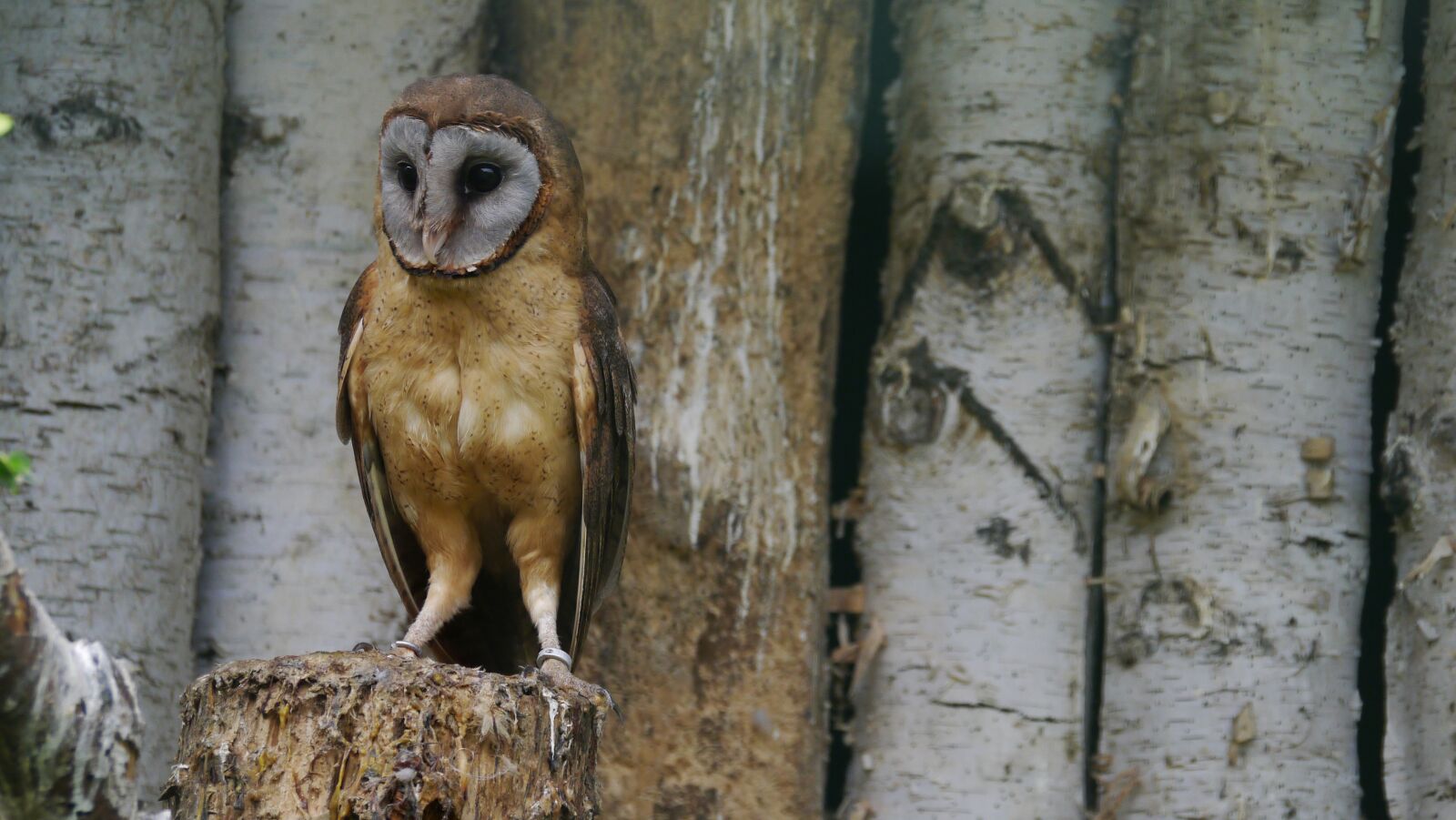 Panasonic Lumix DMC-G3 sample photo. Silver barn owl, bird photography