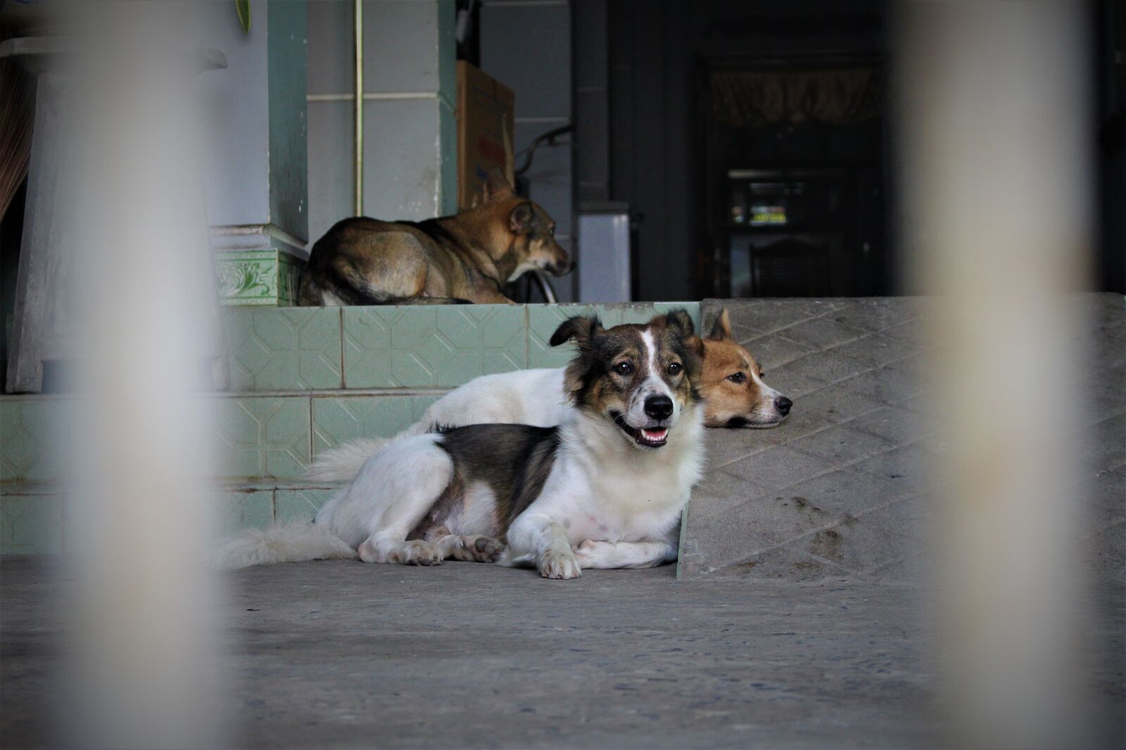Canon EOS 700D (EOS Rebel T5i / EOS Kiss X7i) sample photo. Dogs, puppy, pet photography