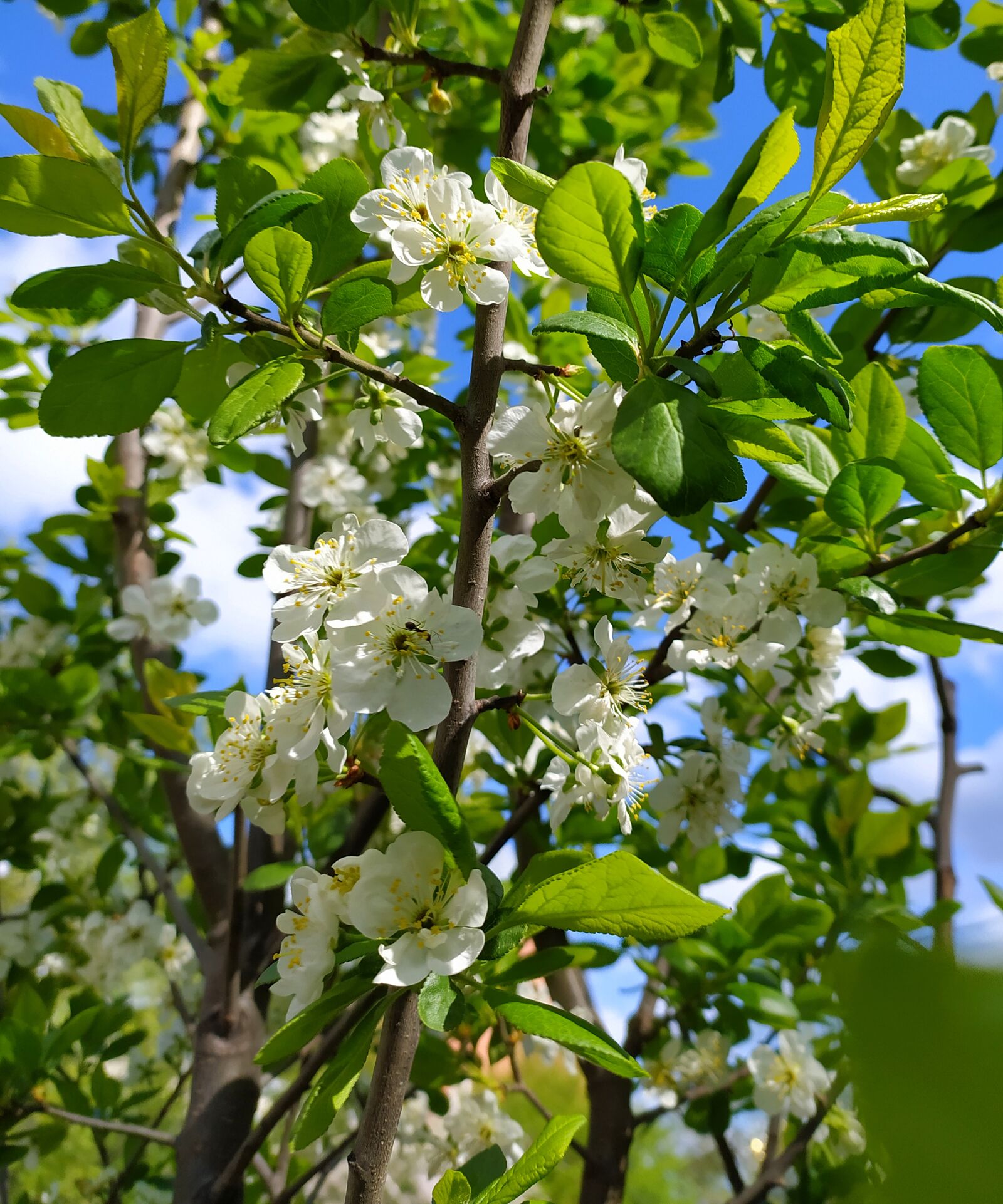 Xiaomi Redmi Note 8T sample photo. Spring, flowering, tree photography