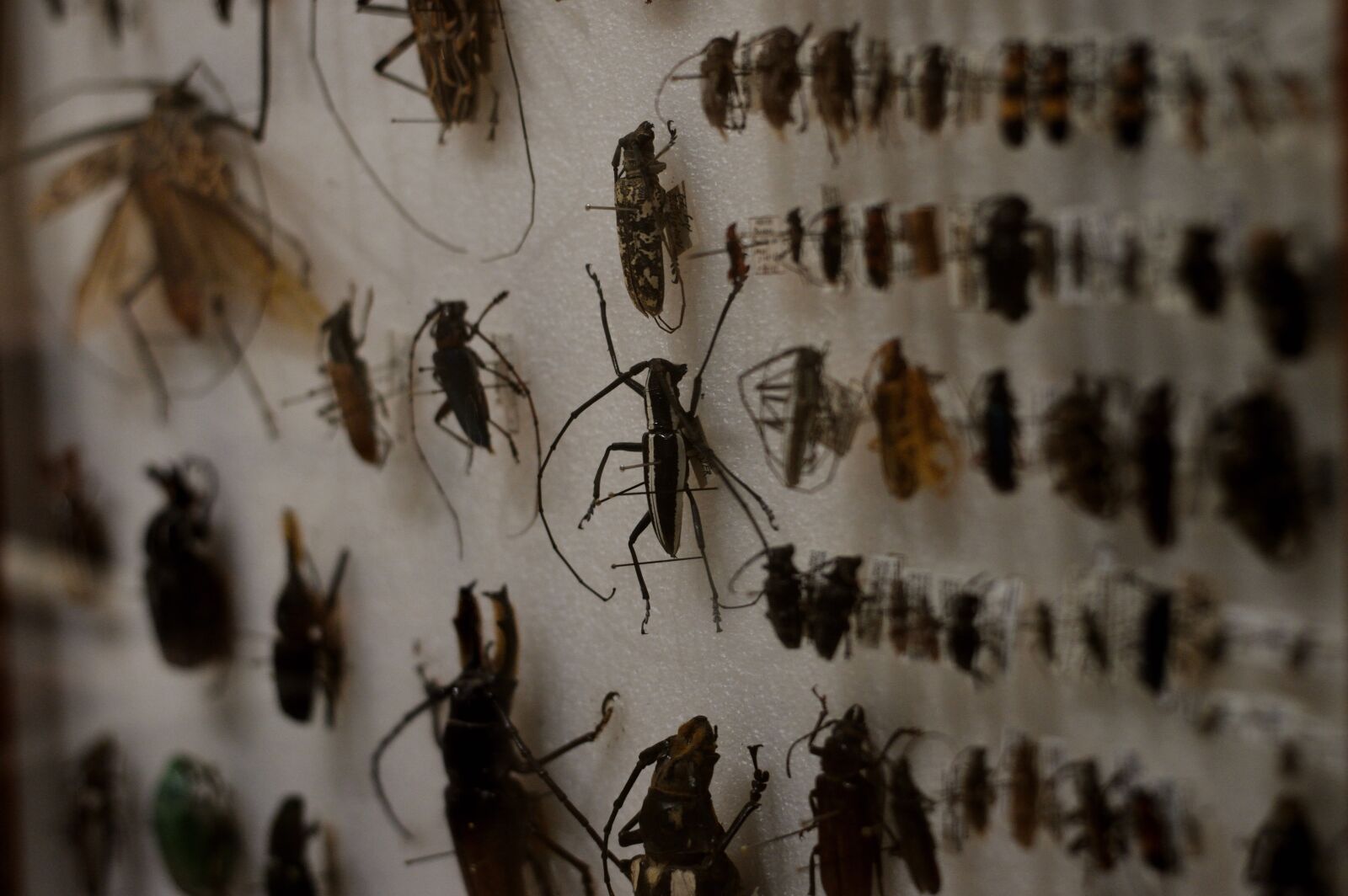 Nikon D3200 sample photo. Insect, collection, nature photography
