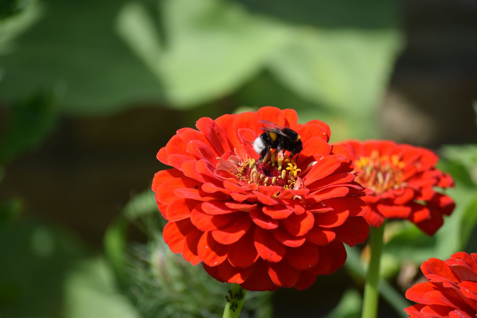 Nikon D5300 sample photo. Flower, nature, plant photography