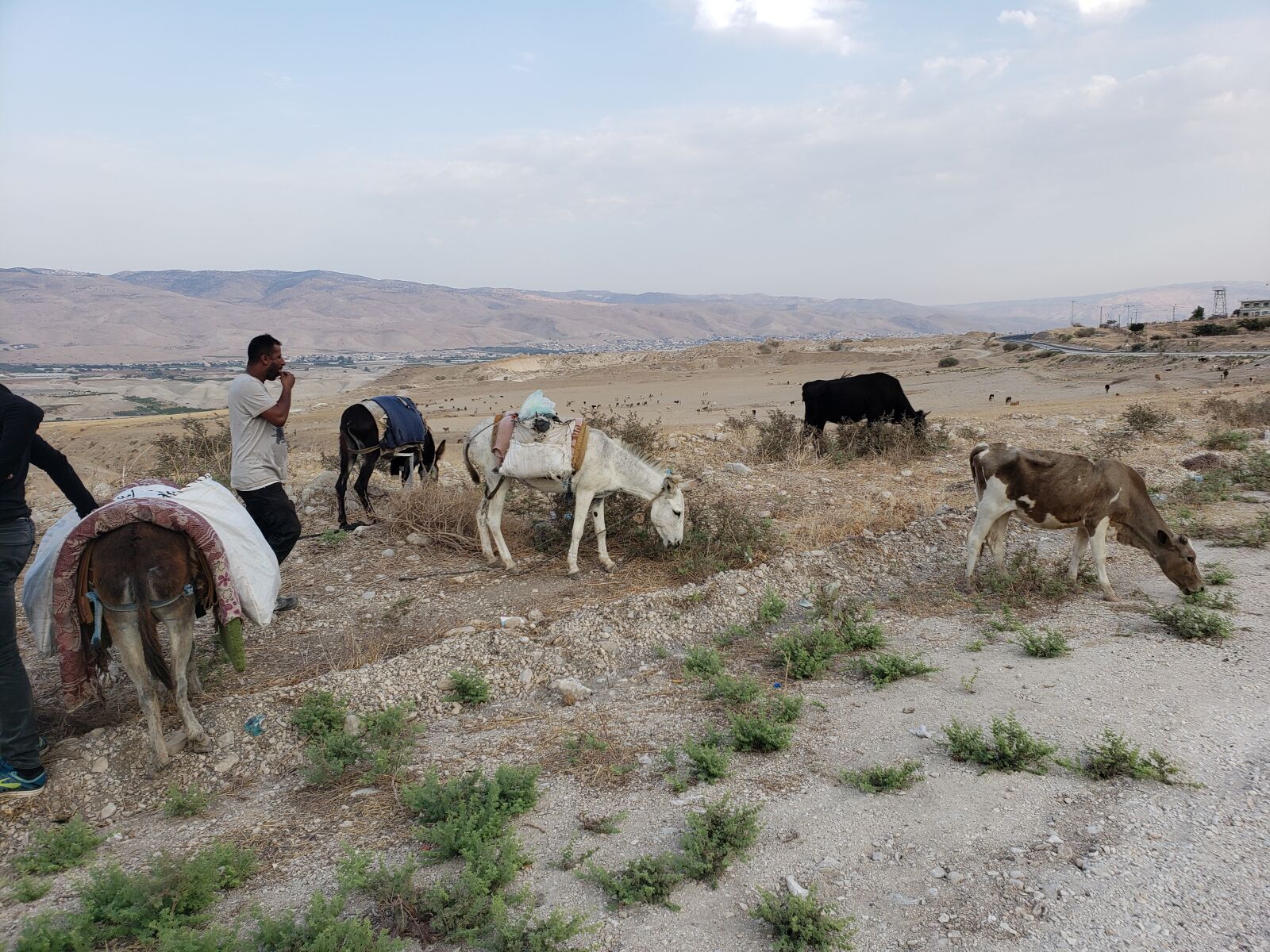 Samsung Galaxy Note9 sample photo. Bedouin who feed sheep photography