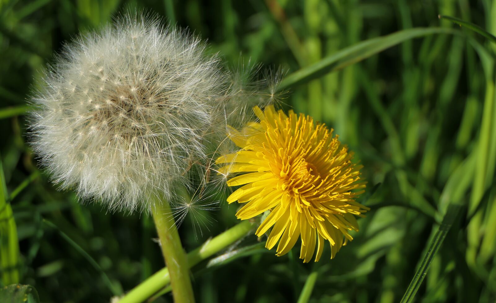 Panasonic Lumix DMC-FZ2500 (Lumix DMC-FZ2000) sample photo. Dandelion, white, yellow photography