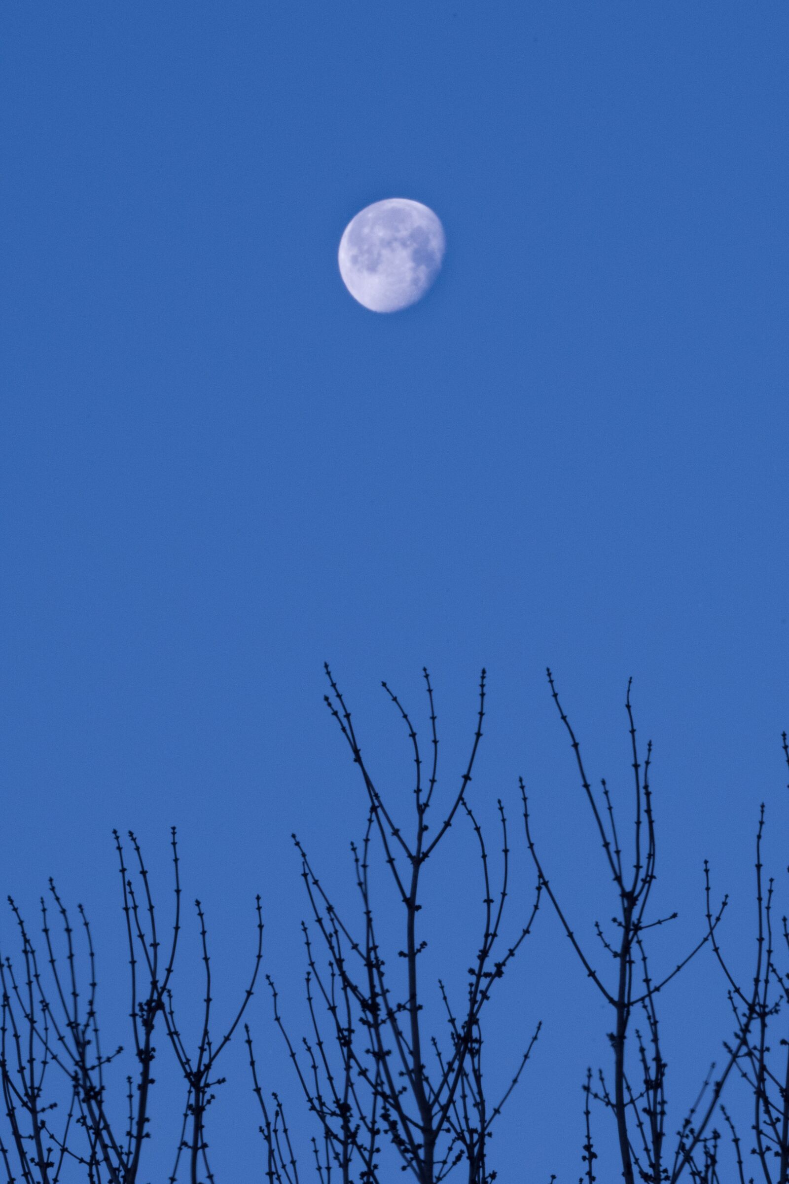Nikon D500 sample photo. Sky, nature, moon photography
