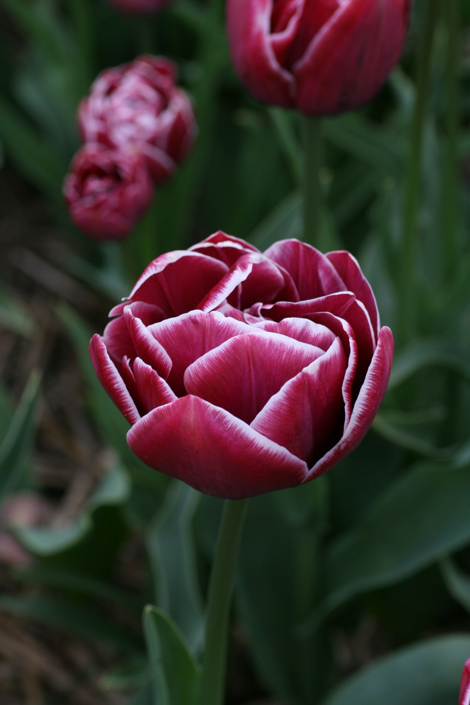 Canon EOS 400D (EOS Digital Rebel XTi / EOS Kiss Digital X) sample photo. Tulip, red, dark red photography