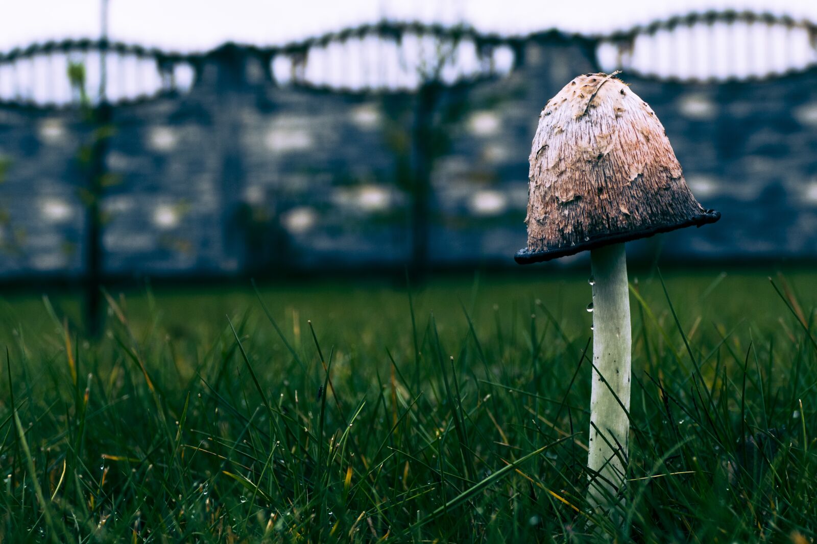 Panasonic Lumix DMC-FZ1000 sample photo. Mushroom, nature, poison photography