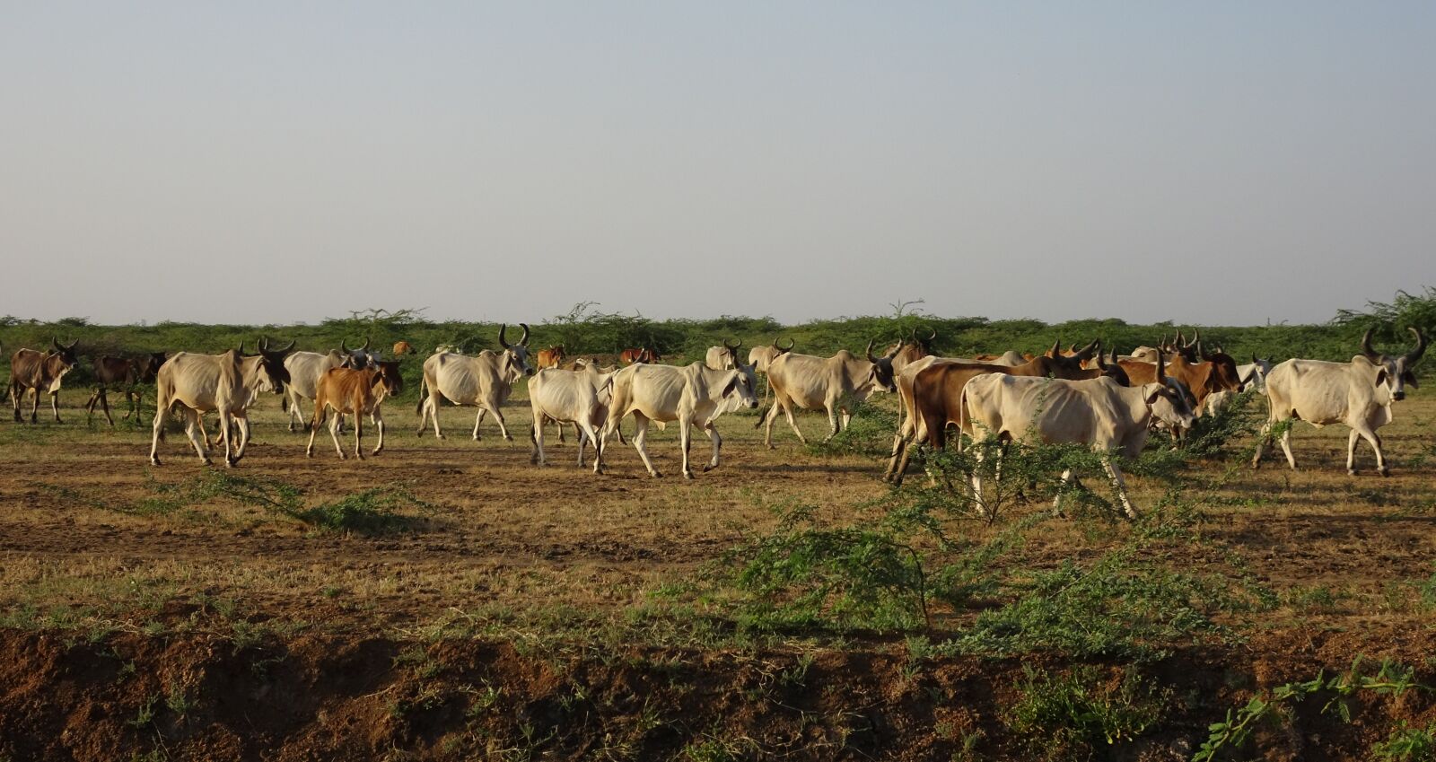 Sony Cyber-shot DSC-HX90V sample photo. Cattle, cows, herd photography