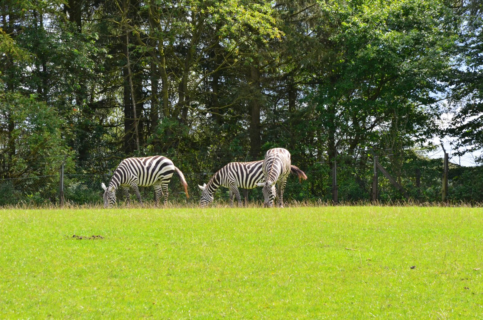 Nikon D5100 sample photo. Zebra, safari, africa photography