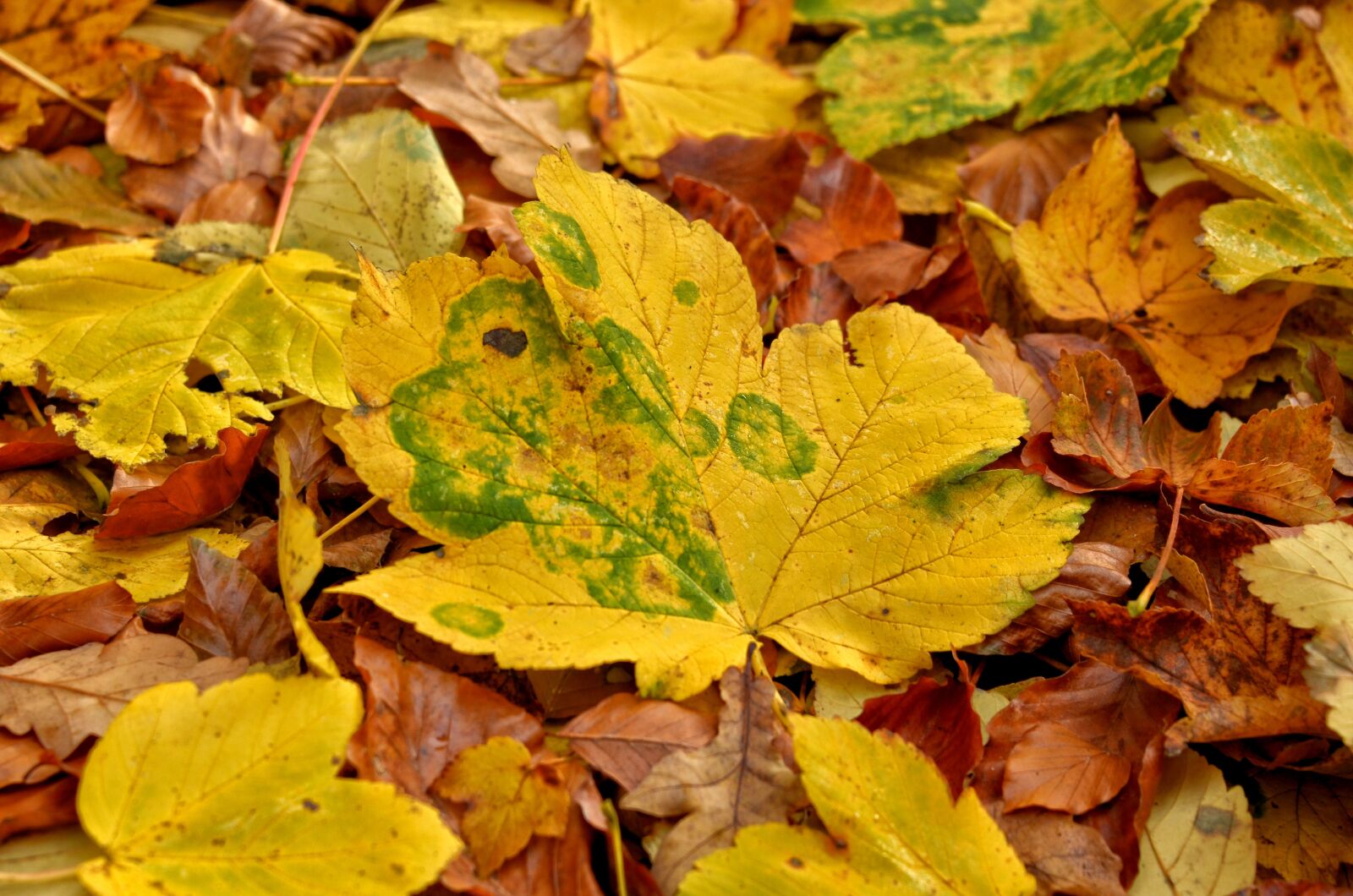 Nikon D5100 sample photo. Autumn, leaf, season photography