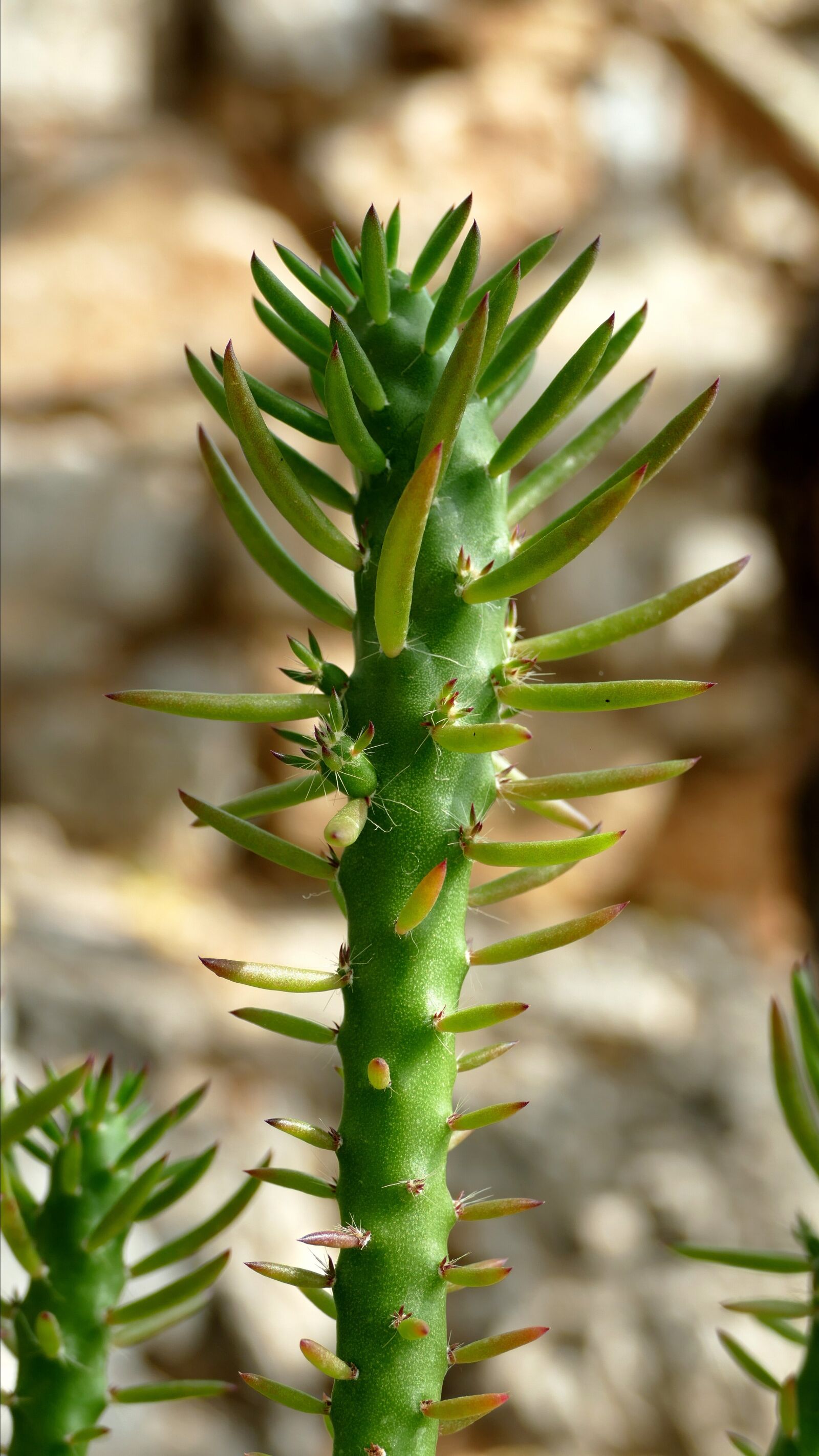 Panasonic Lumix DMC-FZ1000 sample photo. Cactus, plant, mediterranean photography
