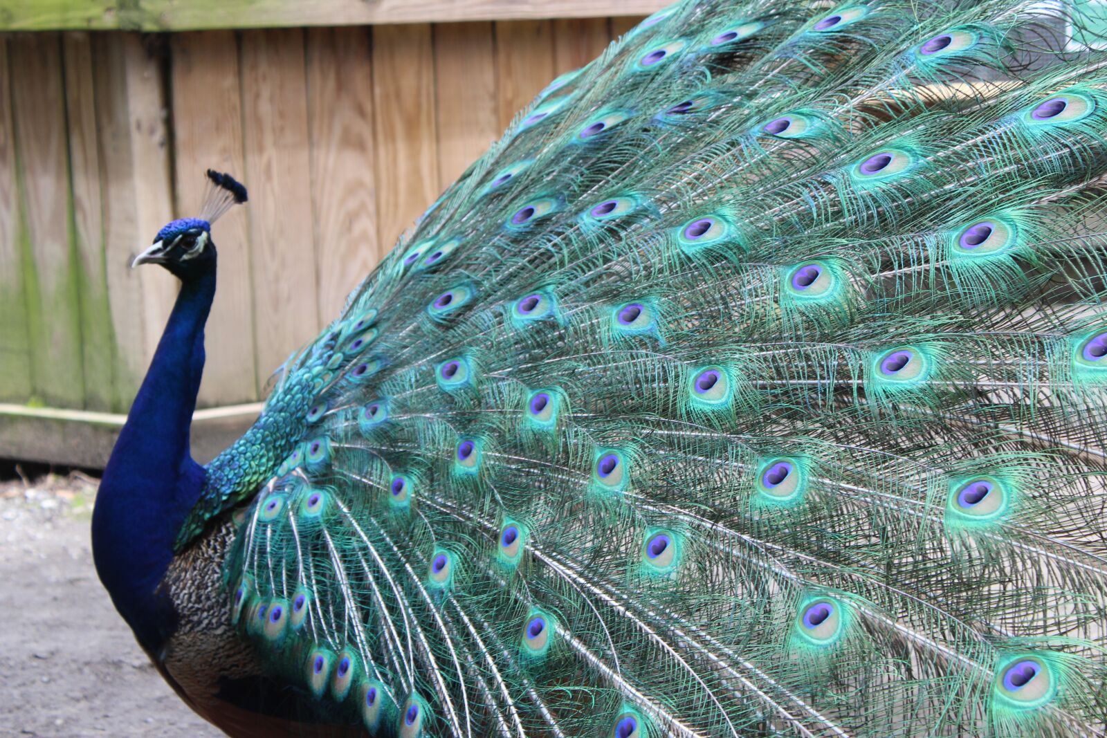 Canon EOS 1300D (EOS Rebel T6 / EOS Kiss X80) sample photo. Peacock, feather, peafowl photography