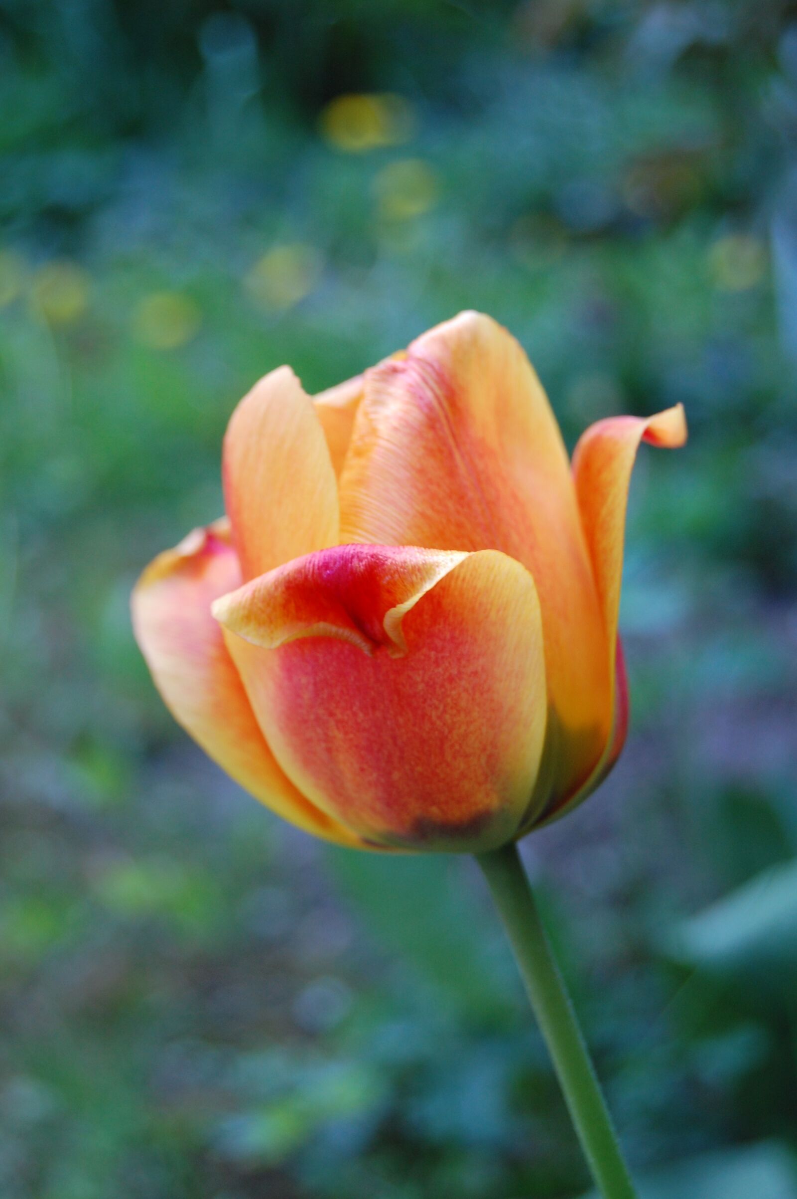 Nikon D40 sample photo. Tulip, flower, flowers photography
