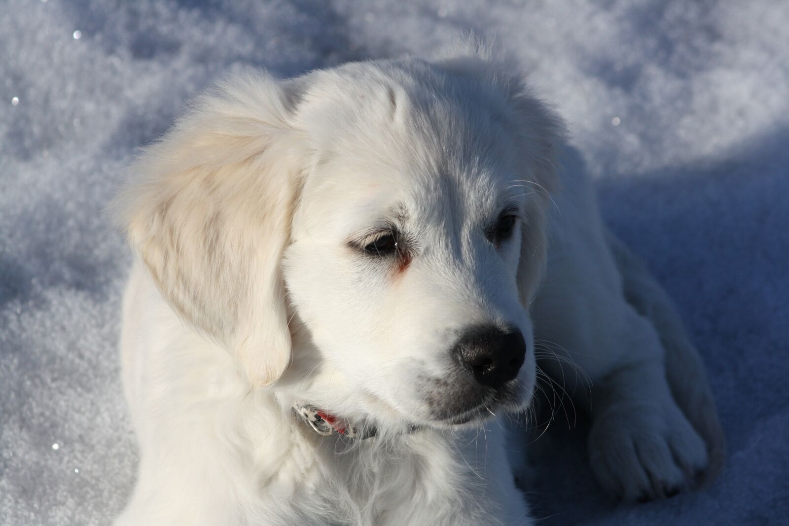 Canon EOS 1000D (EOS Digital Rebel XS / EOS Kiss F) sample photo. Golden retriever, puppy, dog photography
