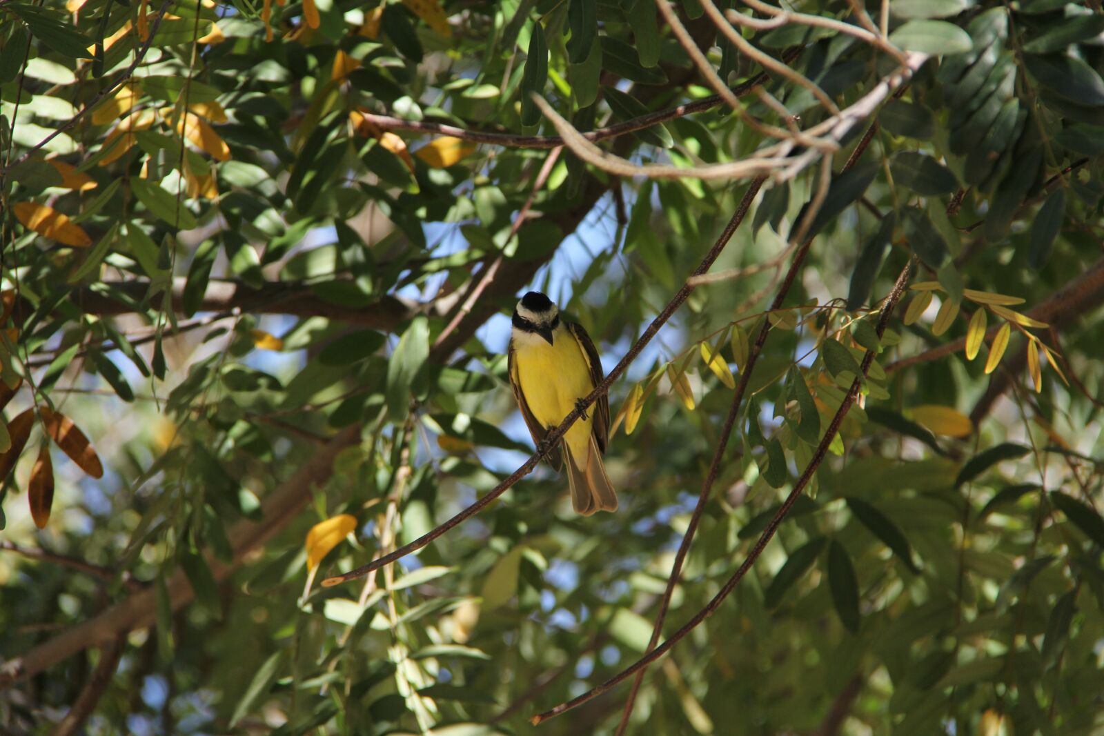 Canon EF-S 18-200mm F3.5-5.6 IS sample photo. Bird, bem-te-vi, nature photography