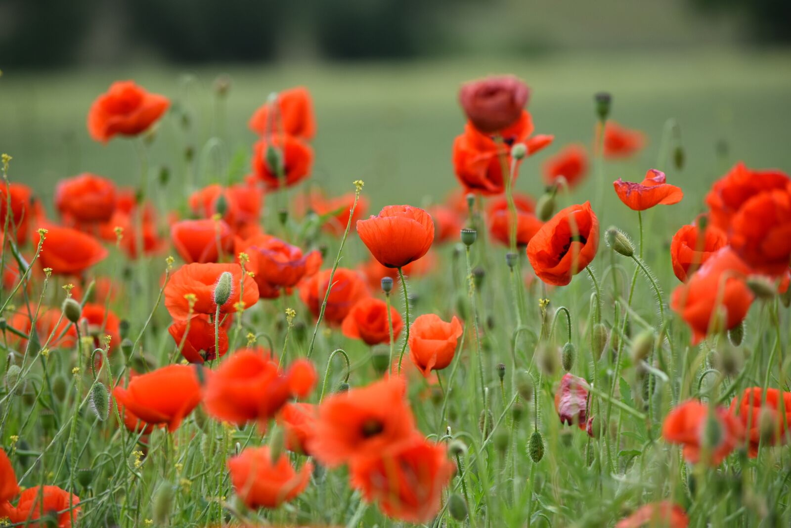 Nikon D5500 sample photo. Poppies, red poppies, field photography