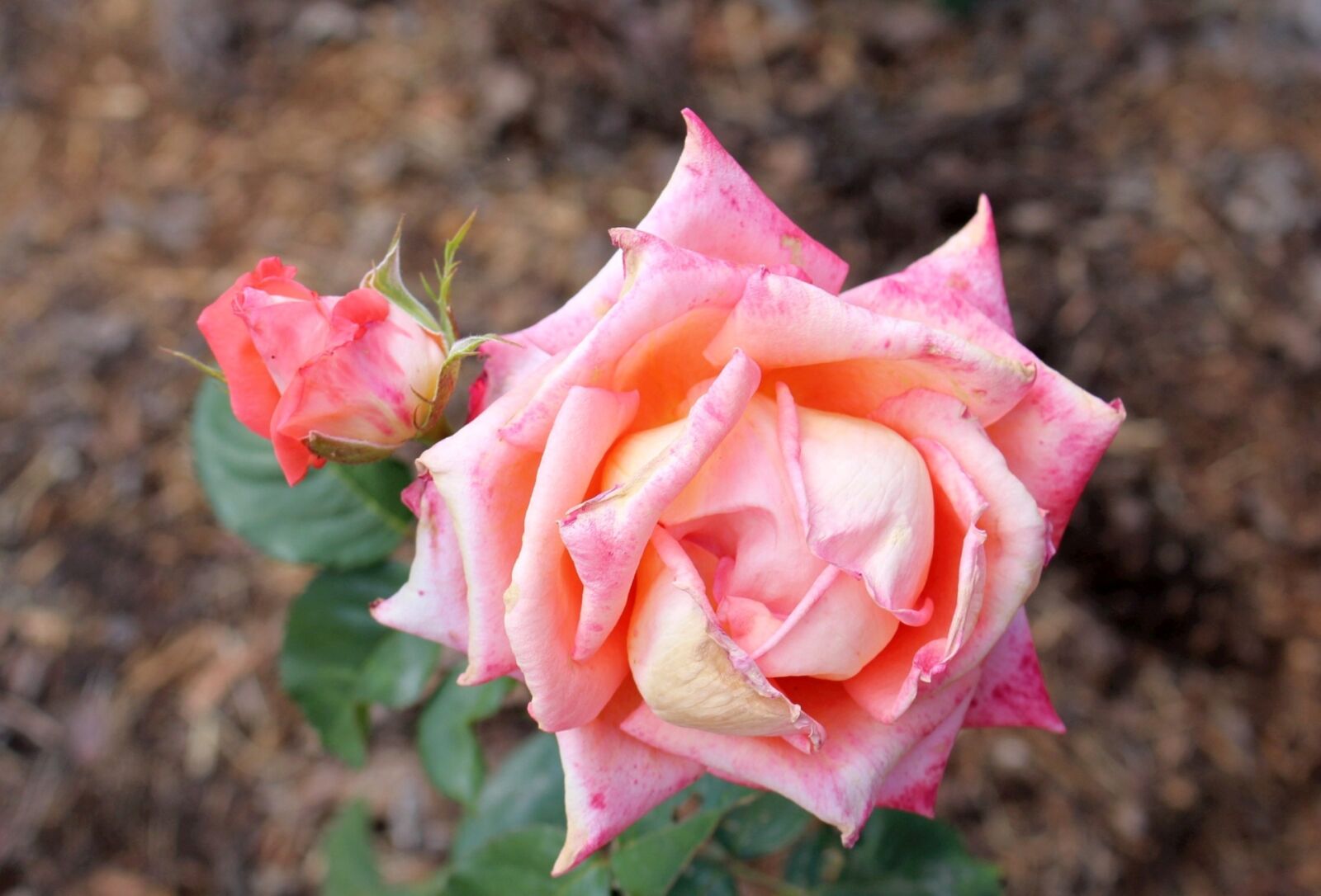Canon EOS 700D (EOS Rebel T5i / EOS Kiss X7i) sample photo. Flower, pink rose, full photography