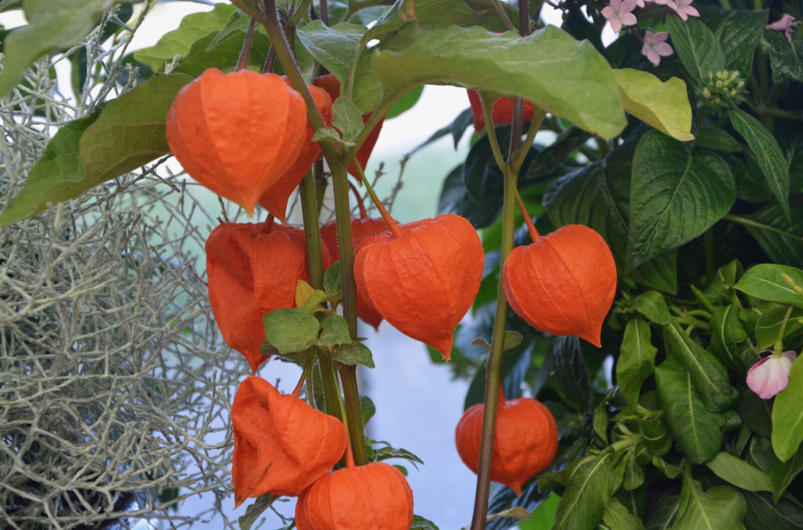 Nikon D5200 sample photo. Plant, physalis, color orange photography